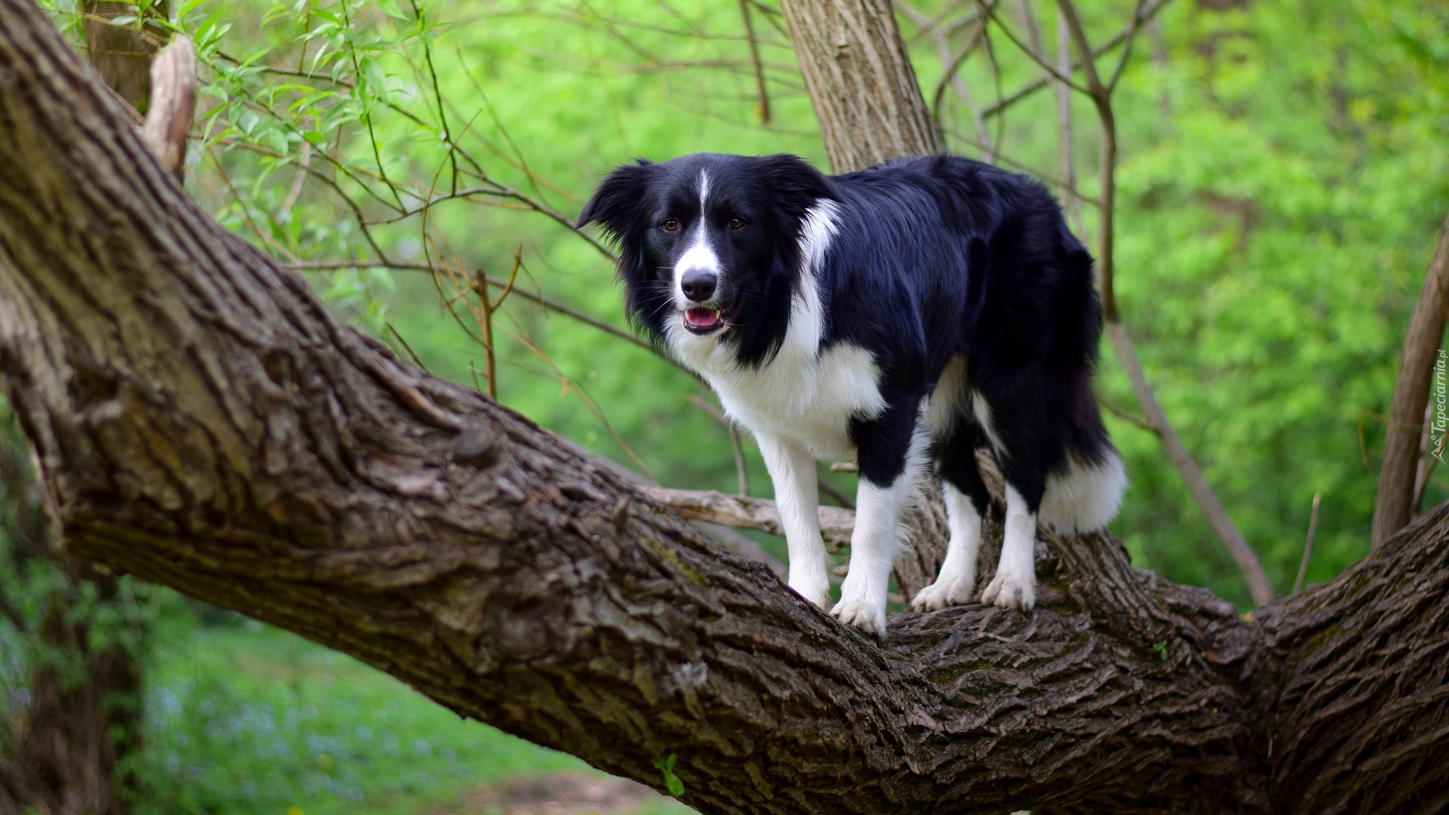 Pies, Border collie, Drzewo, Konar, Gałązki, Liście