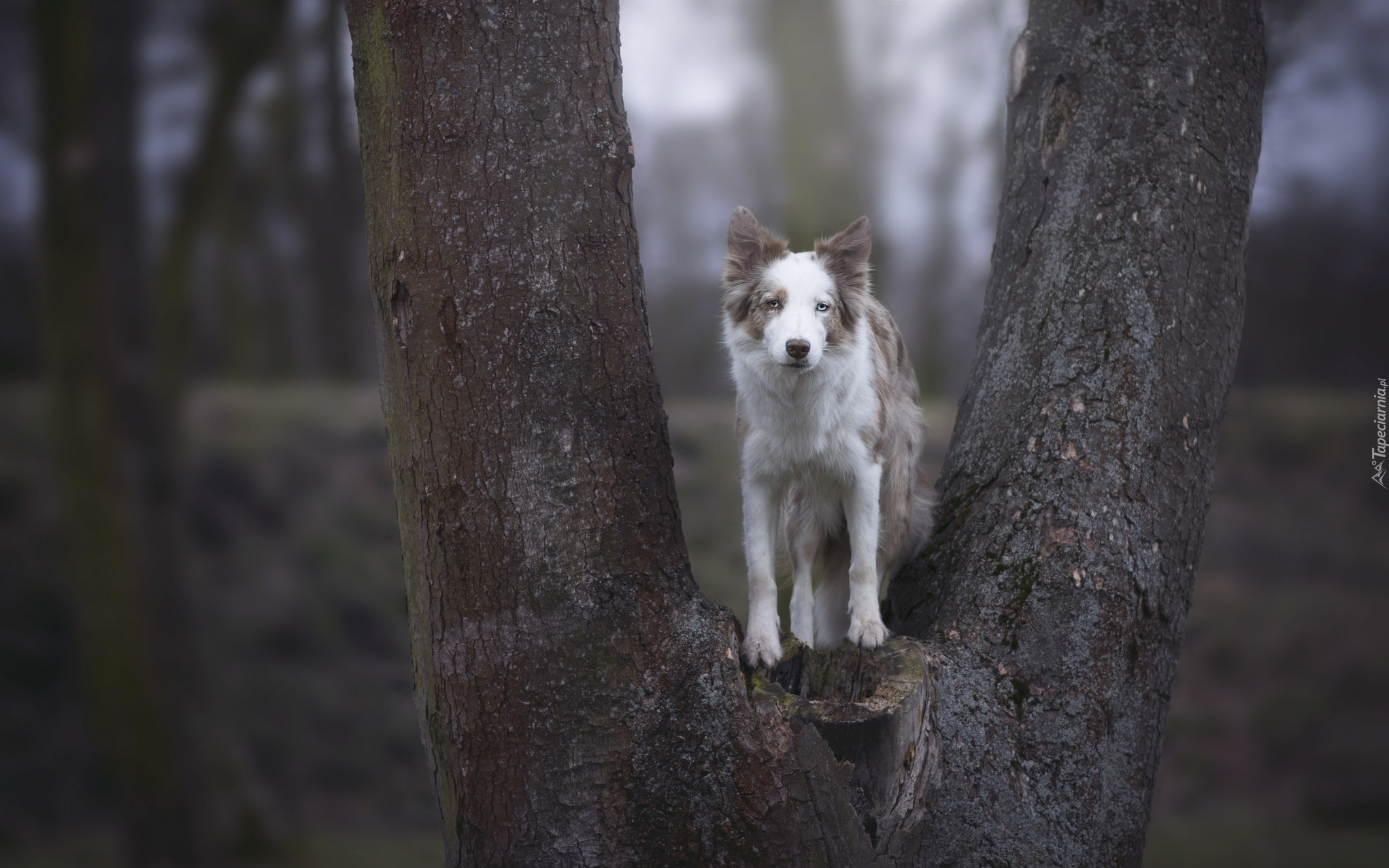 Drzewo, Pies, Border collie