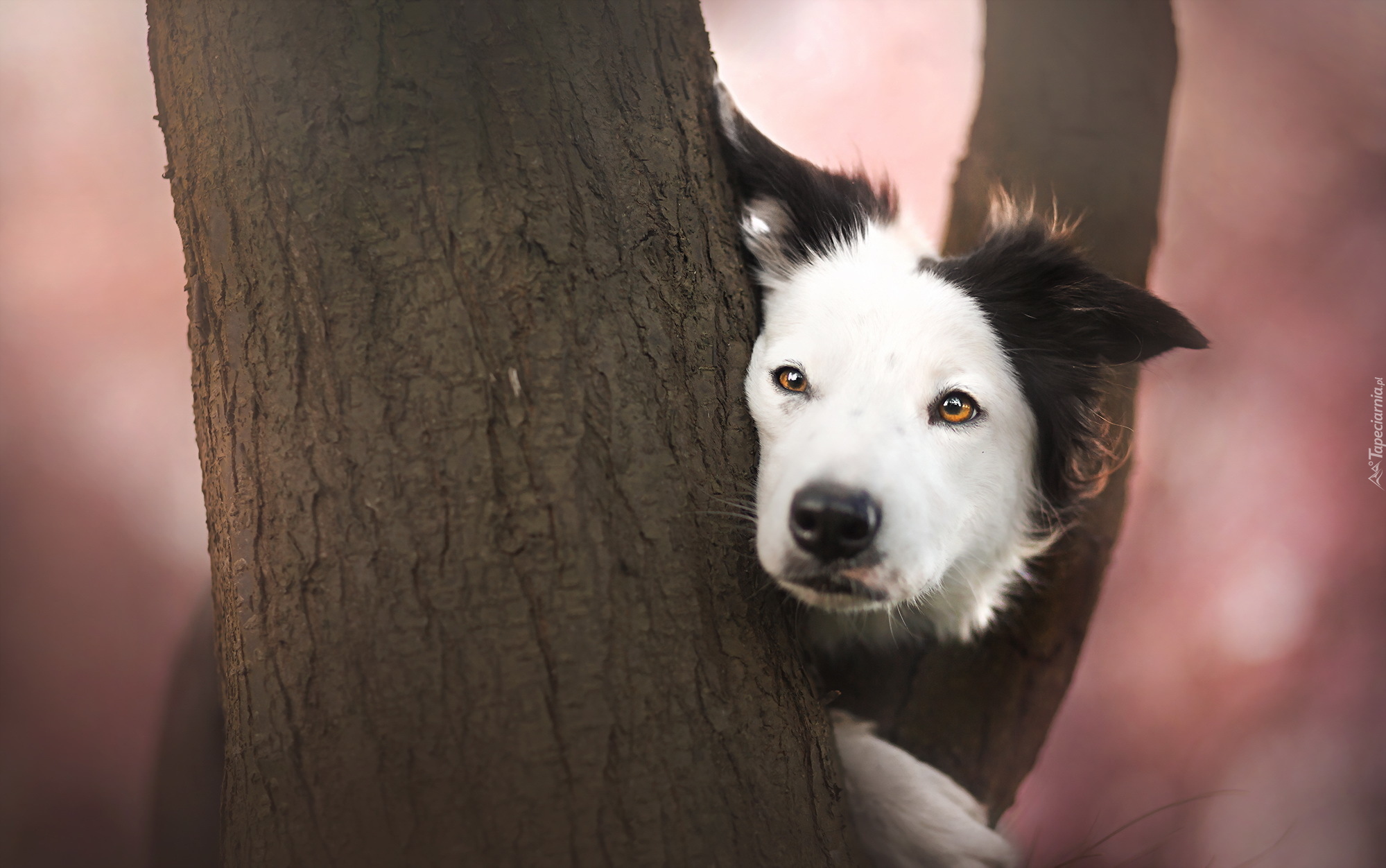 Border collie, Mordka, Drzewo