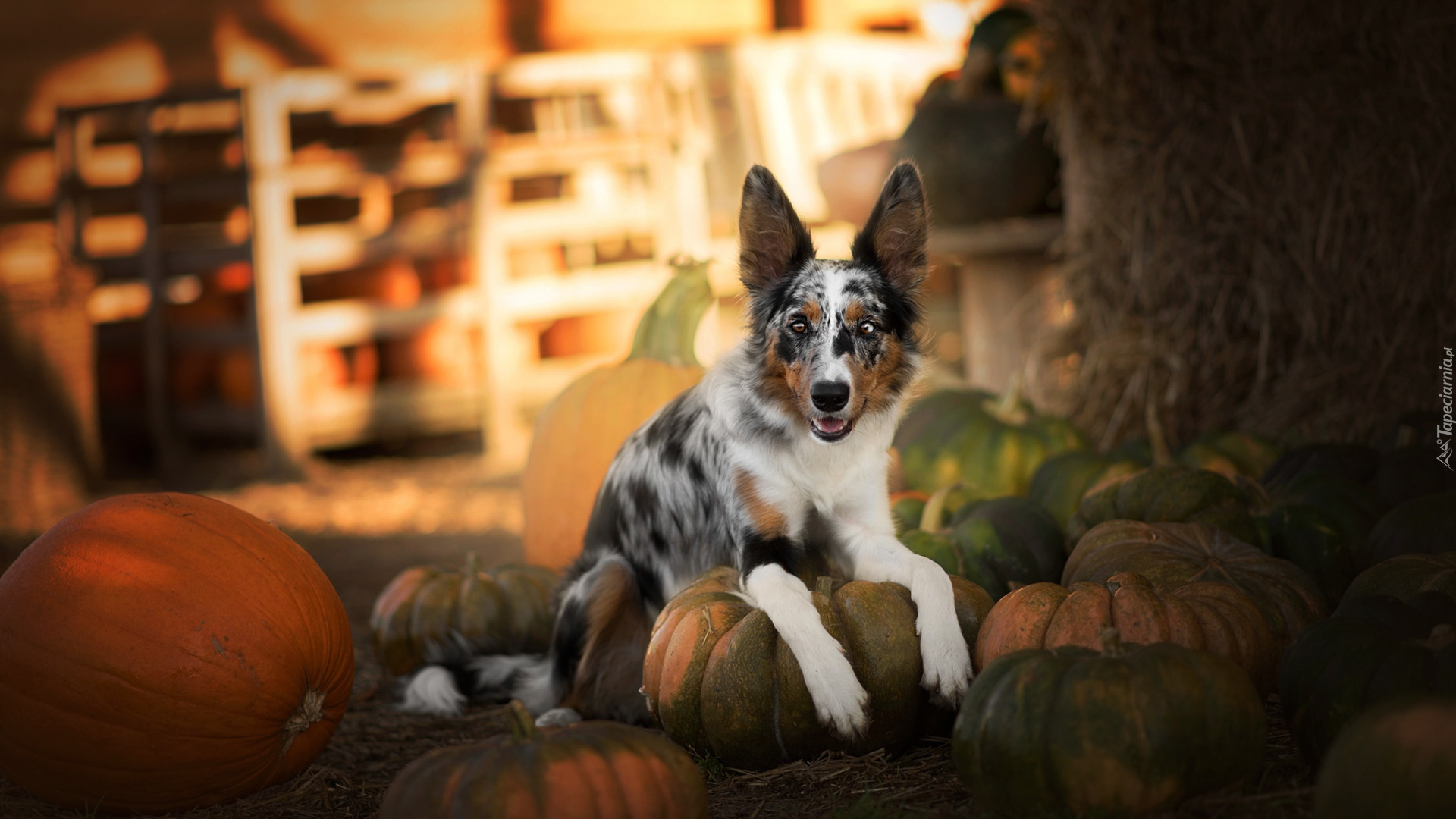 Leżący, Pies, Border collie, Dynie