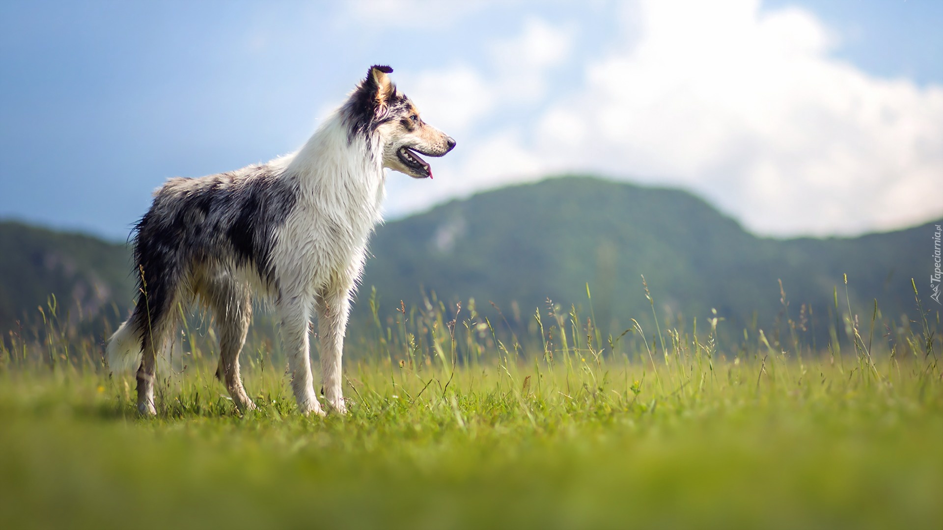 Widok, Góry, Łąka, Trawa, Border collie