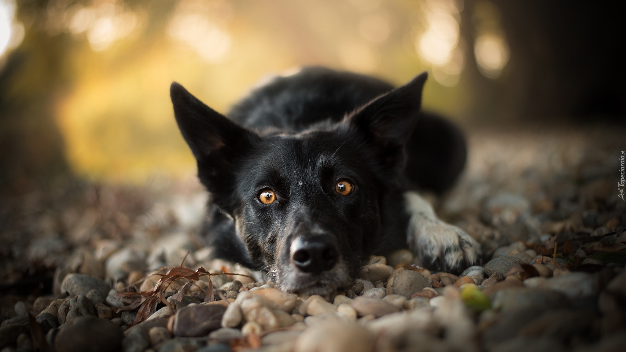 Leżący, Pies, Border collie, Mordka, Kamienie