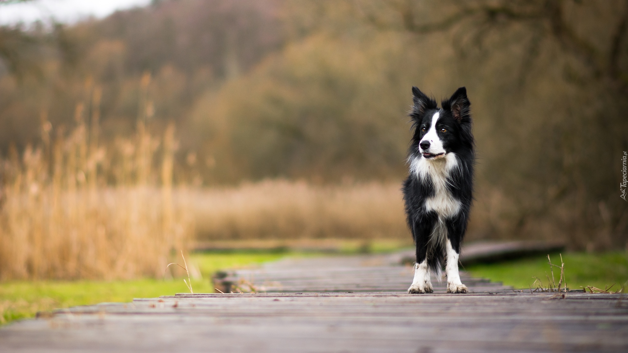 Pies, Biało-czarny, Border collie, Kładka