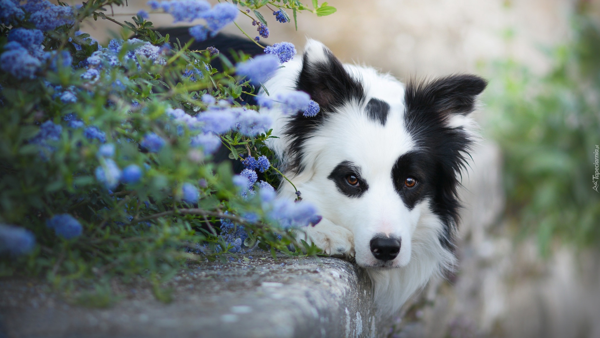 Leżący, Border collie, Mordka, Kwiaty, Krawężnik