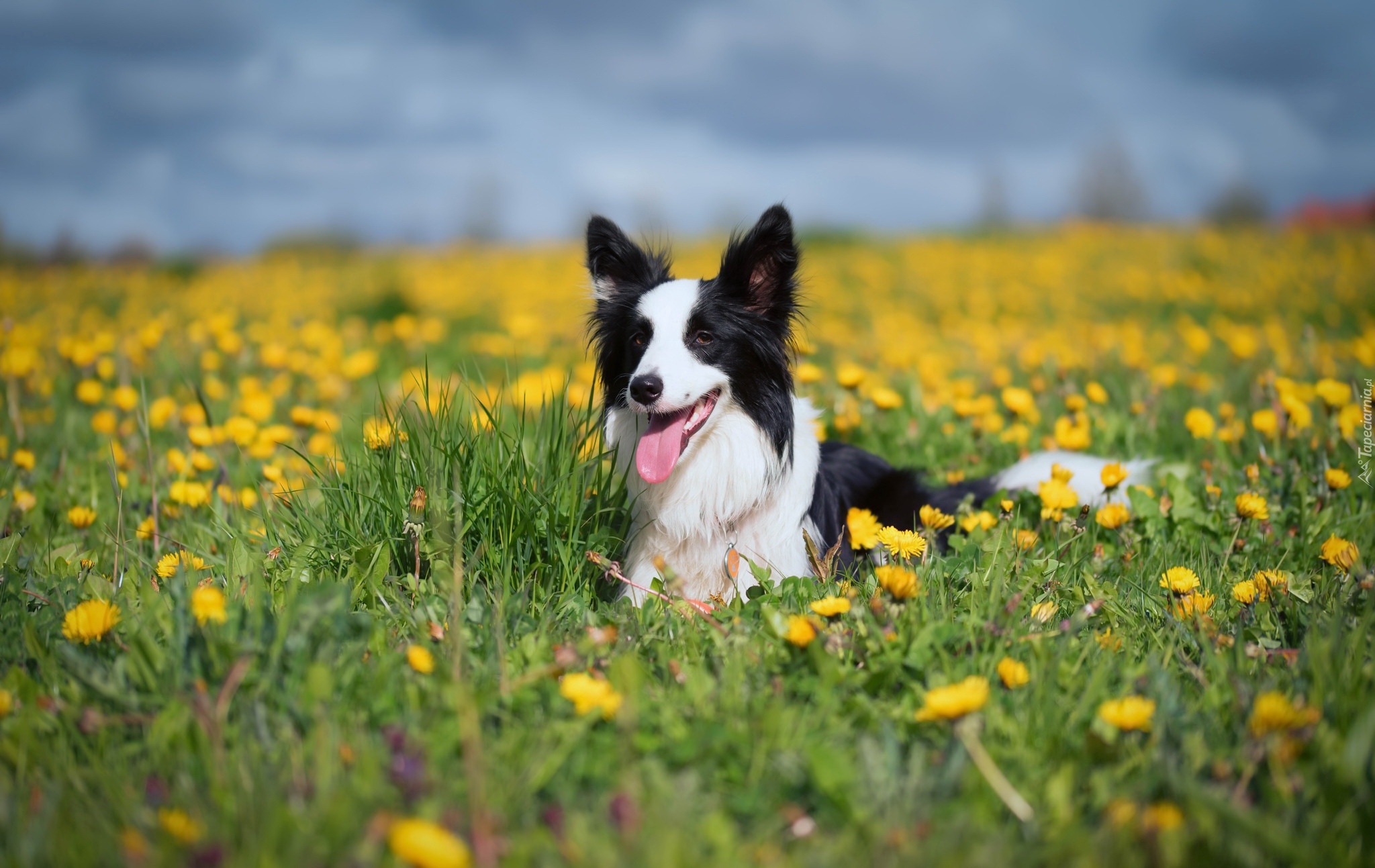 Pies, Border collie, Łąka, Trawa, Mniszek pospolity