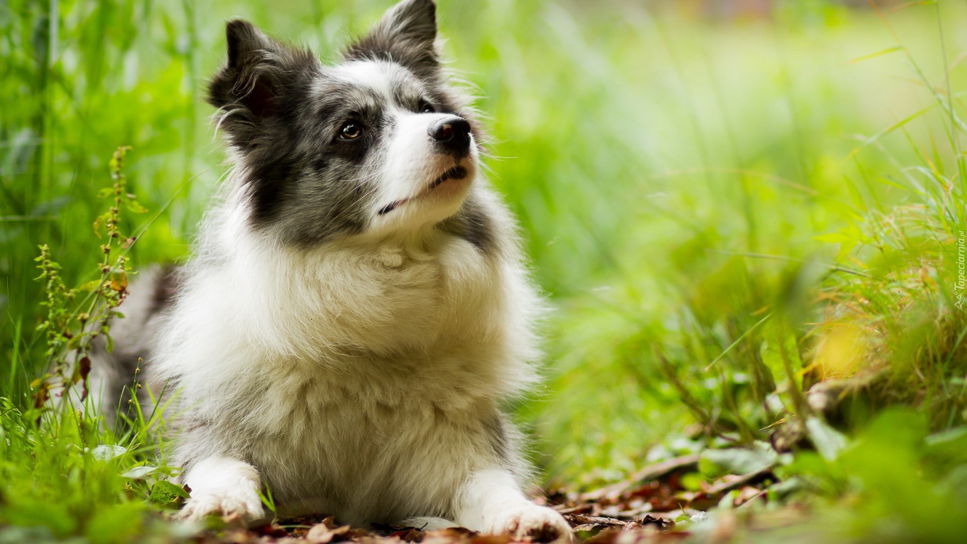 Border collie, Łąka, Rośliny