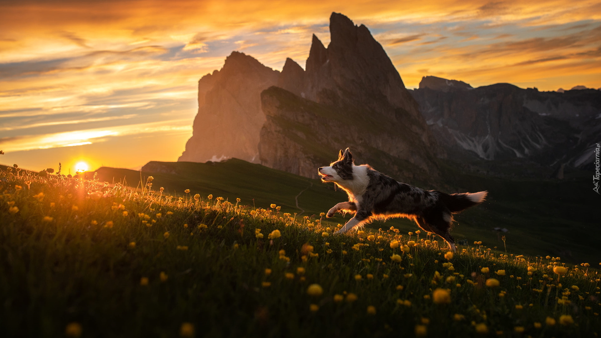 Pies, Border collie, Łąka, Żółte, Kwiaty, Góry, Wschód słońca