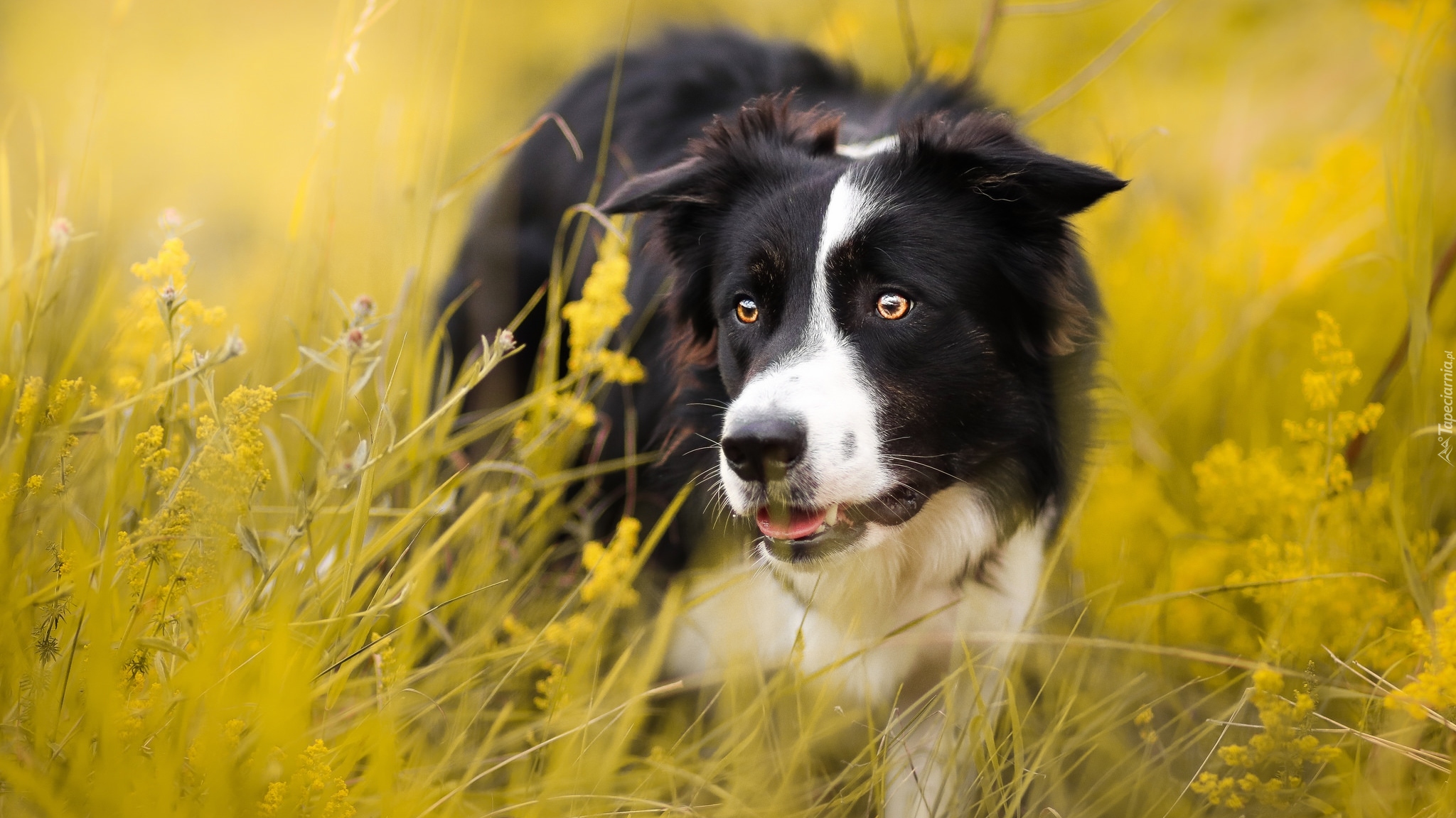 Łąka, Pies, Border collie