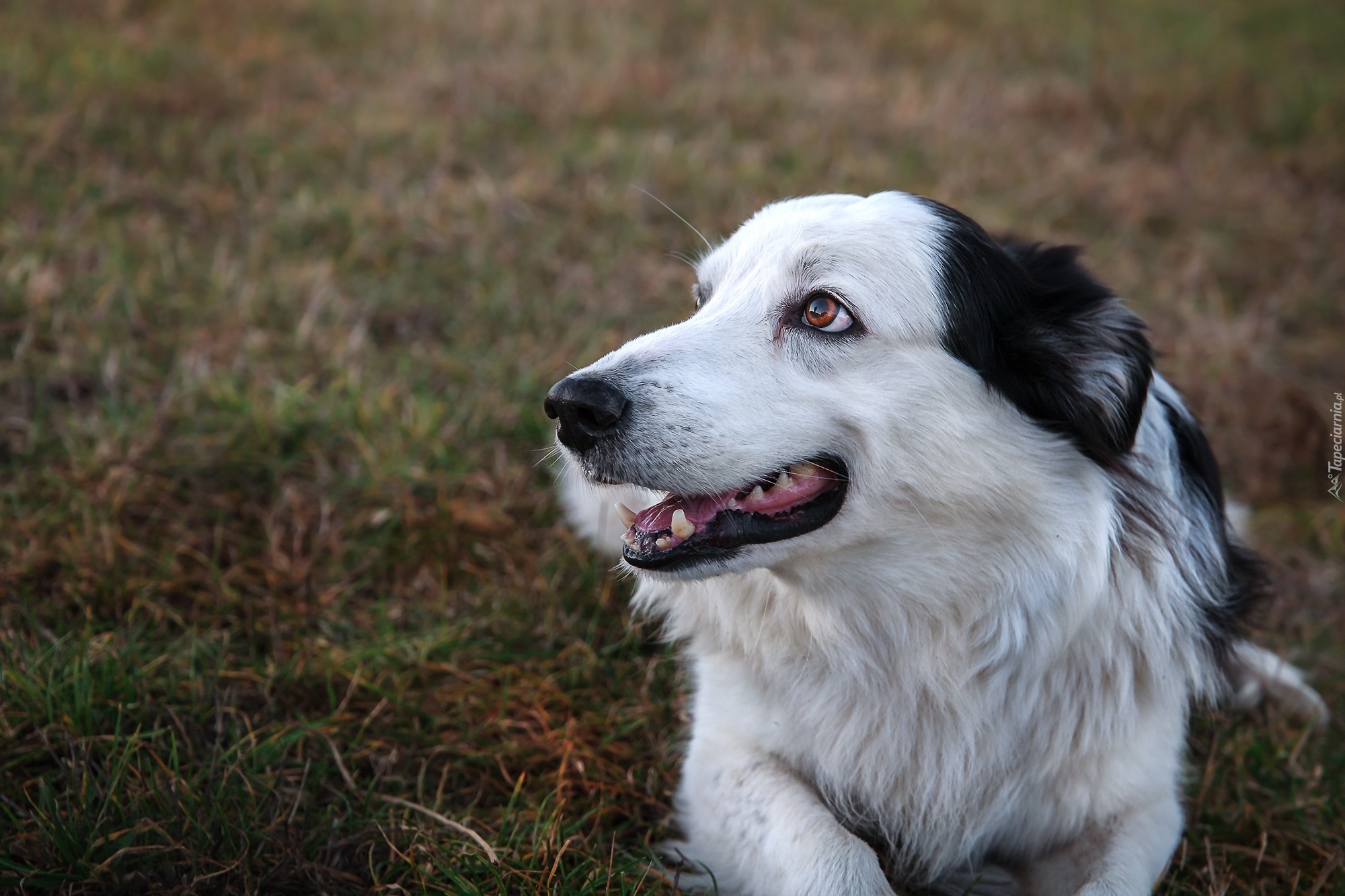 Border collie, Łąka, Rozmyte, Tło