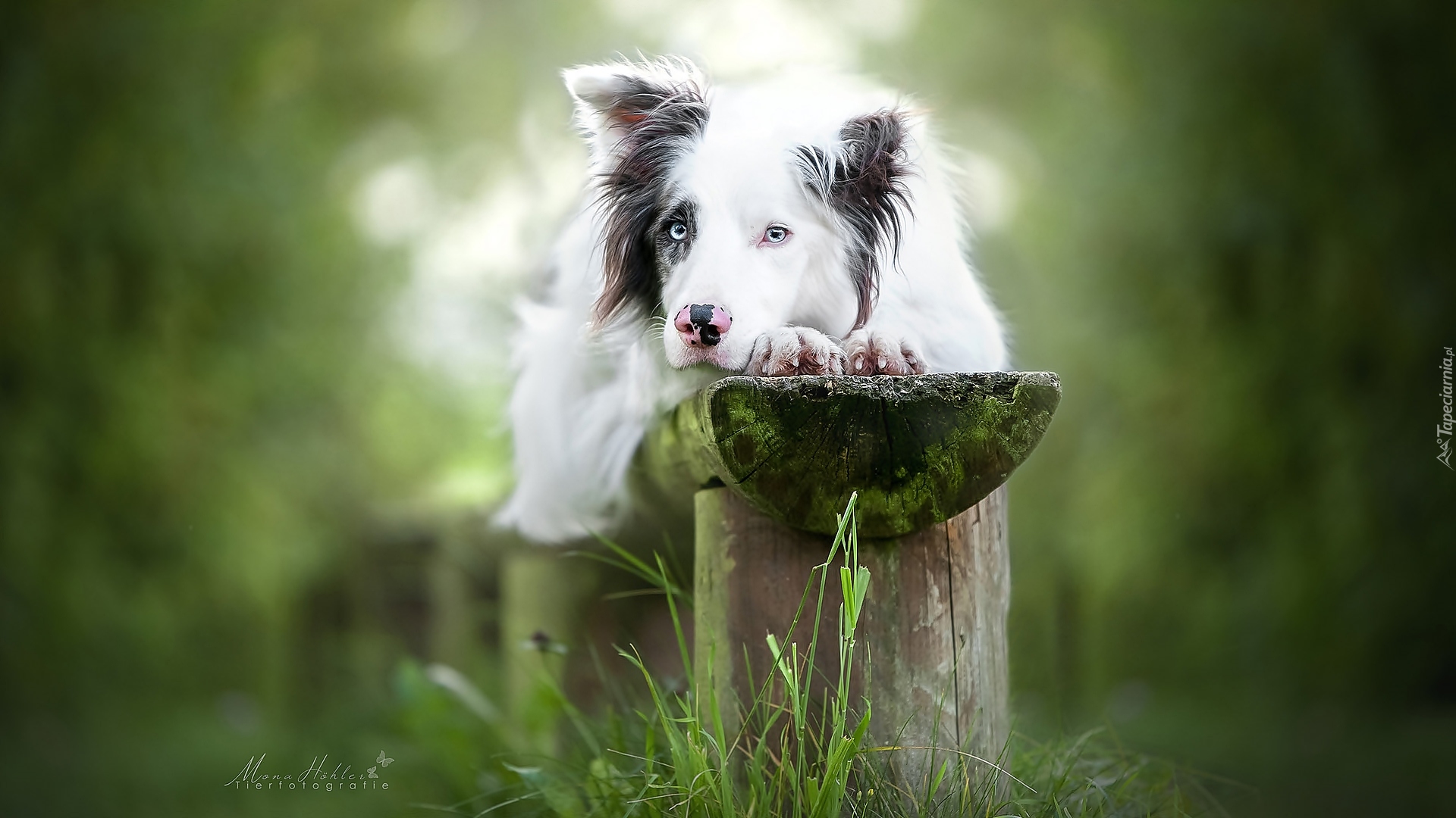 Pies, Border collie, Mordka, Ławka, Trawa