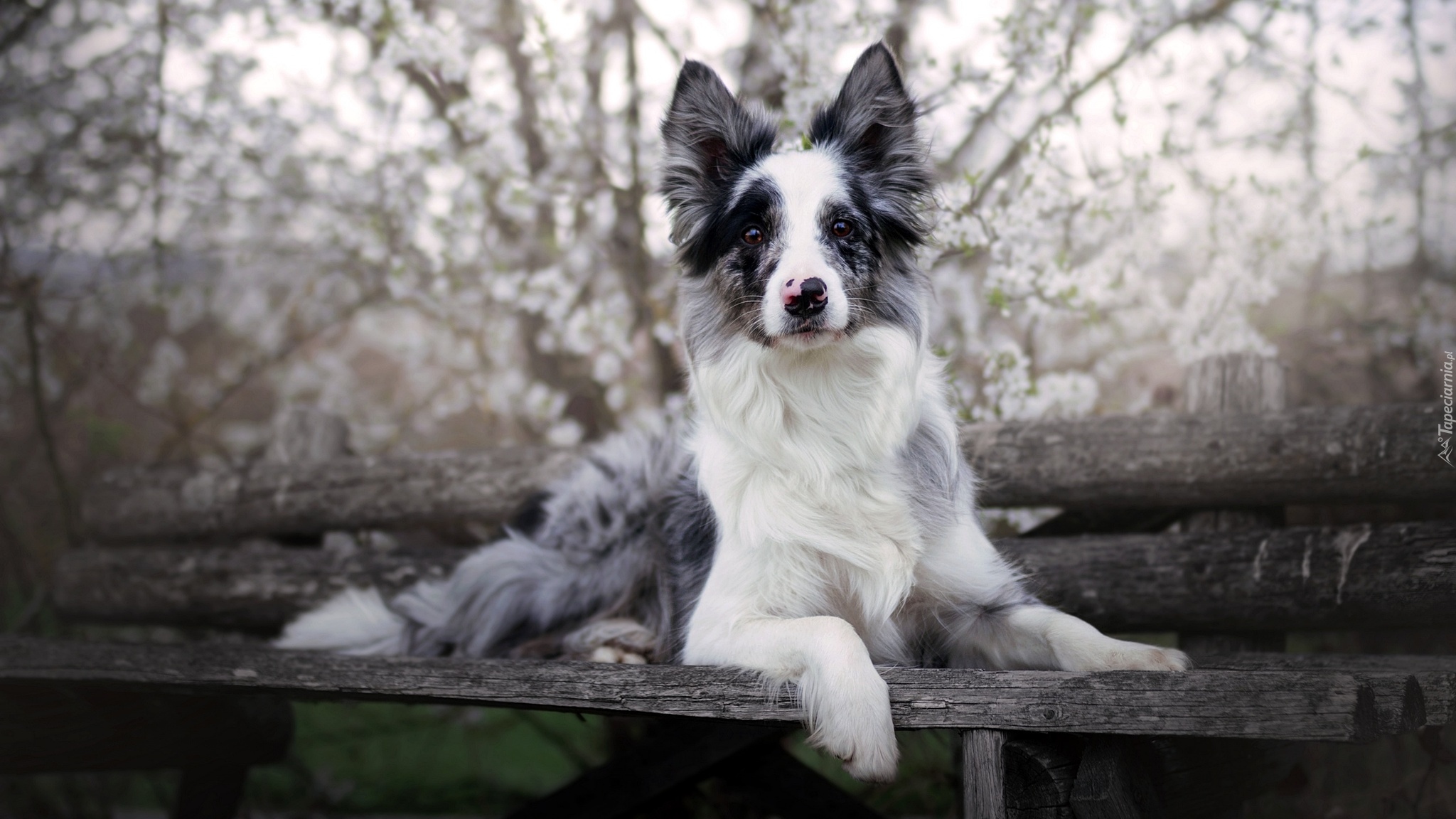 Pies, Border collie, Mordka, Ławka