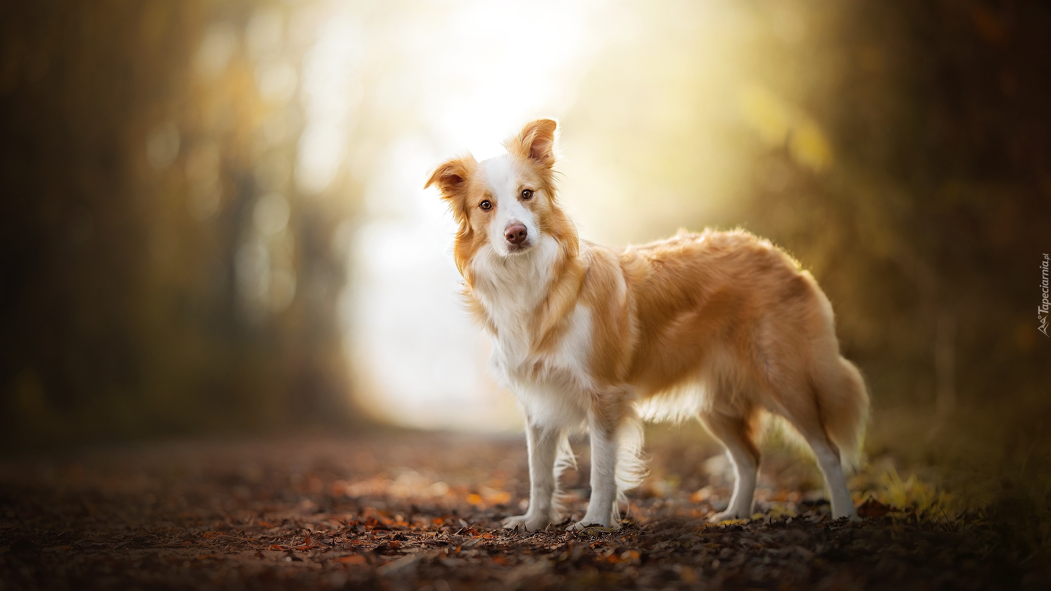 Pies, Biszkoptowo-biały, Border collie