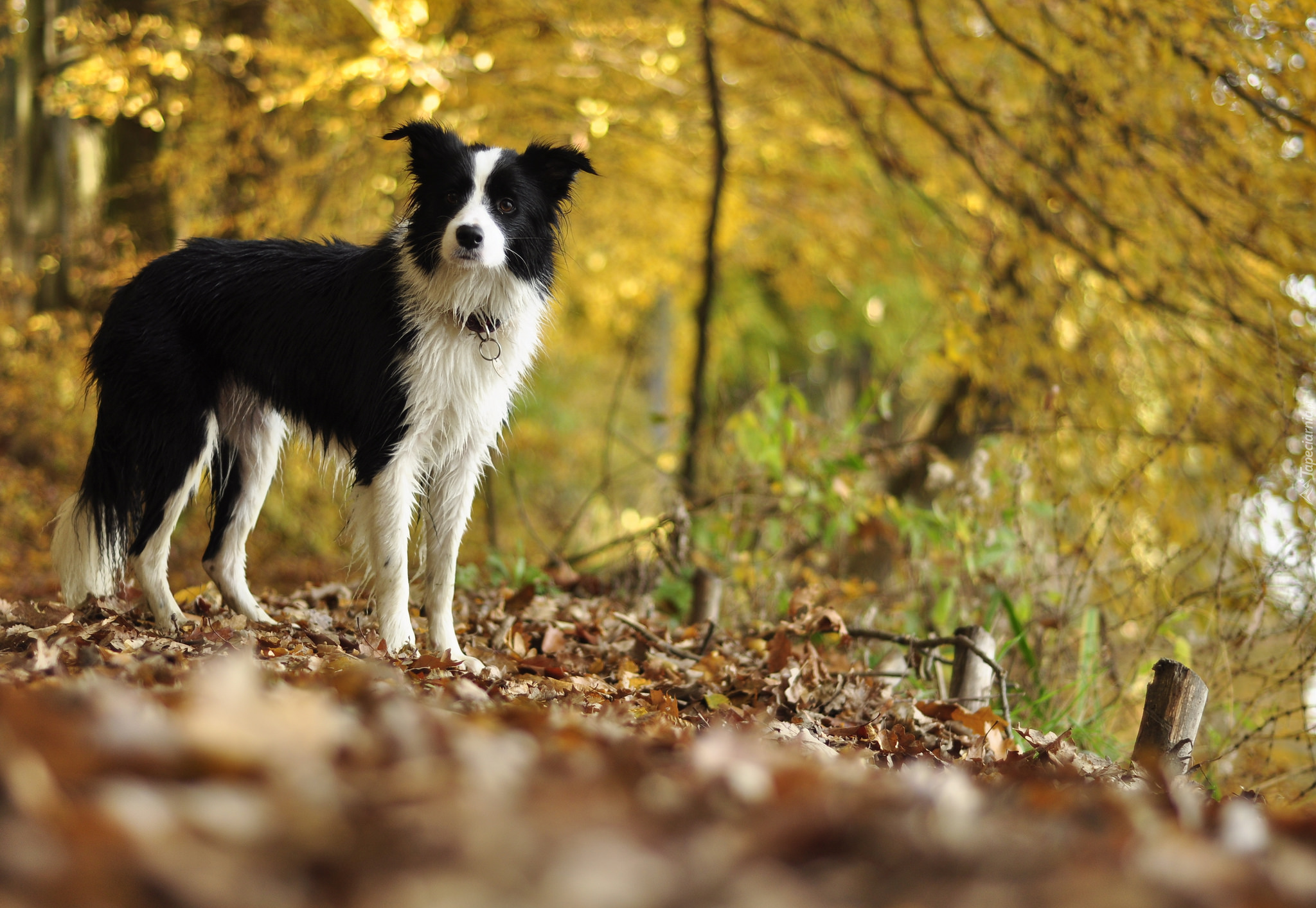 Border collie, Polana, Liście, Drzewa