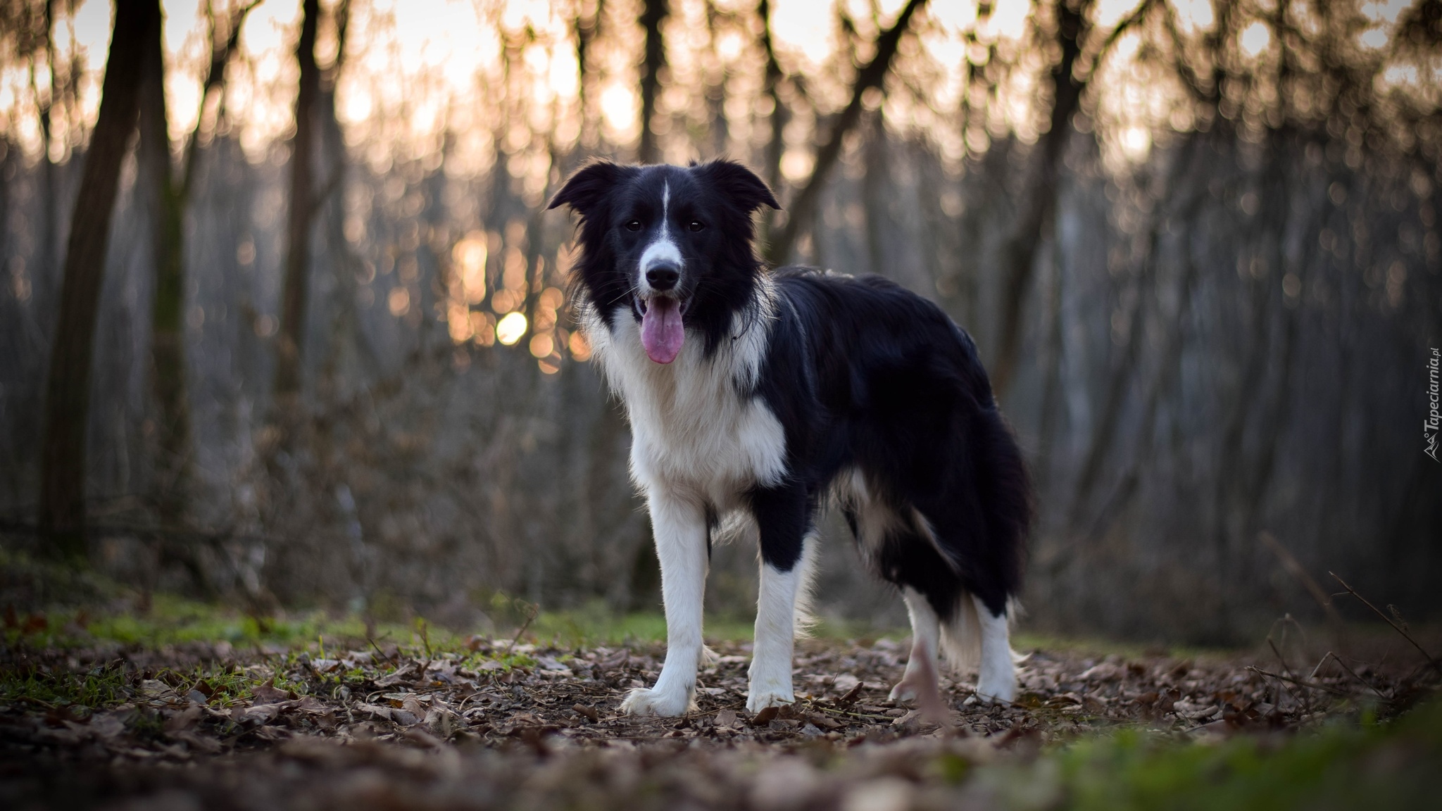 Pies, Border collie, Las, Drzewa, Ściółka