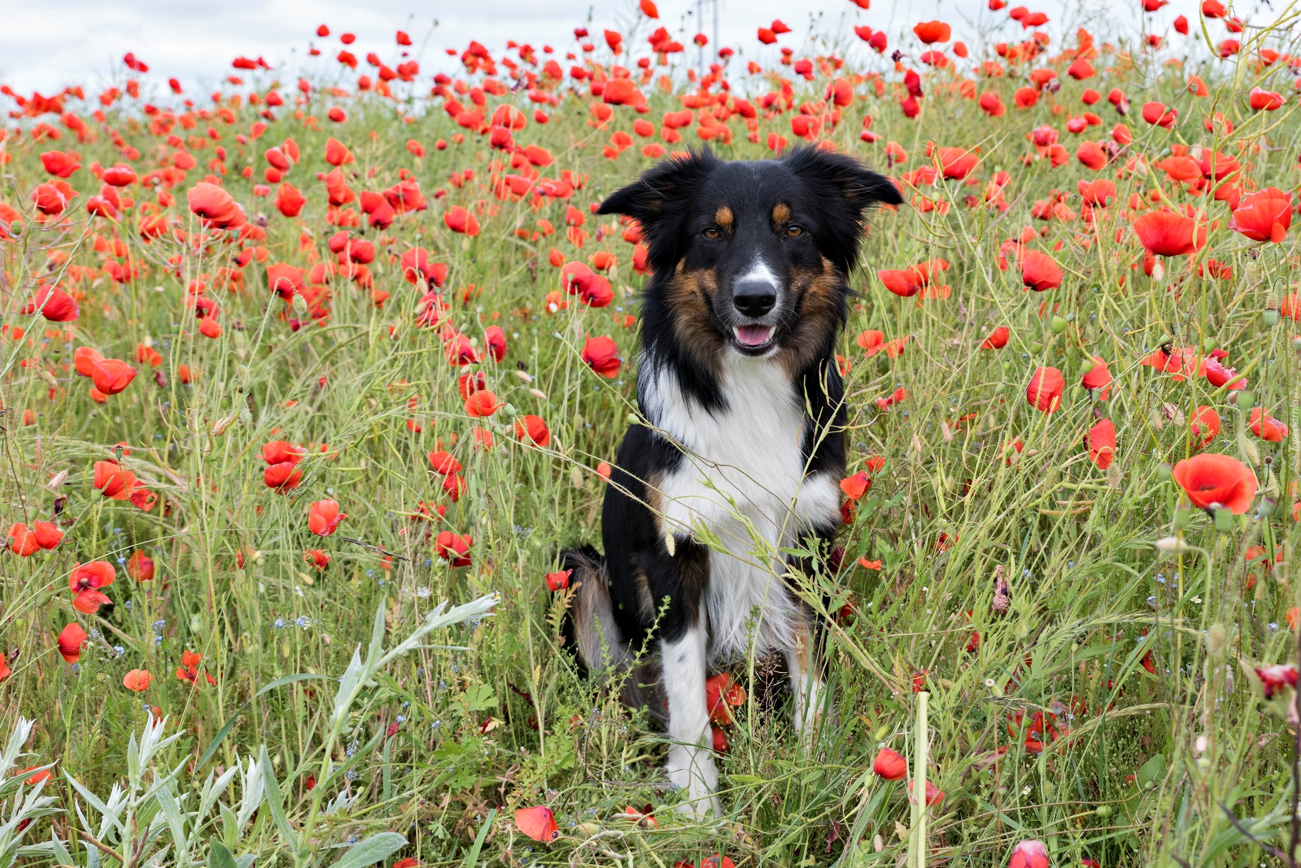 Border collie, Łąka, Maki