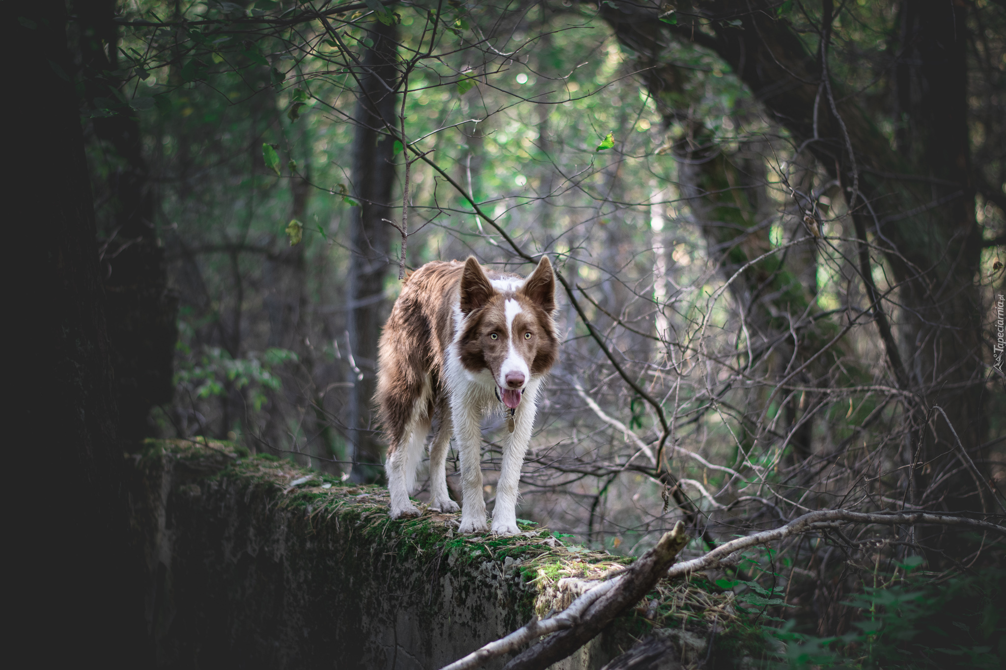 Pies, Border collie, Brązowo-biały, Drzewa, Murek