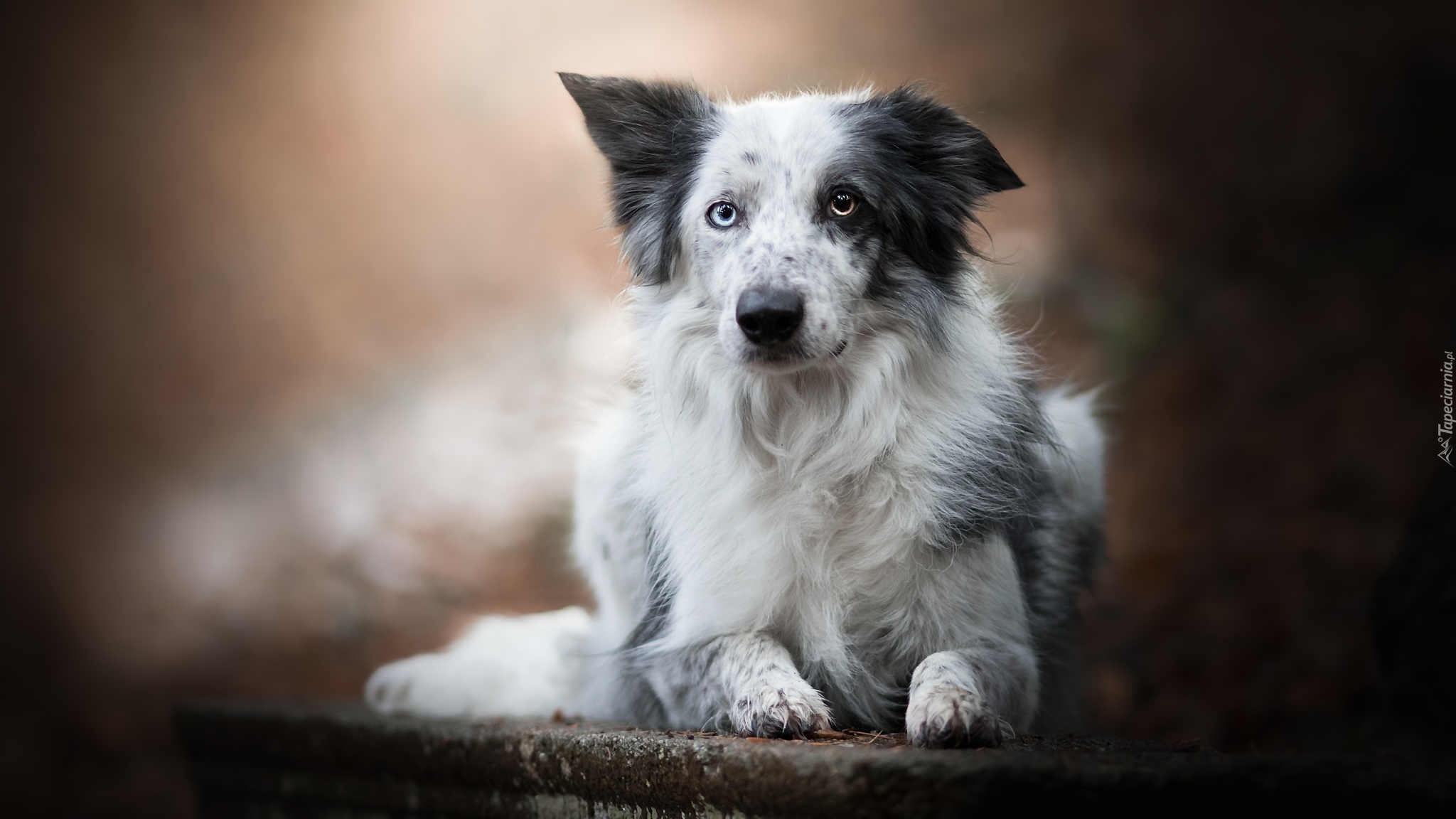 Pies, Border collie, Murek, Rozmyte, Tło