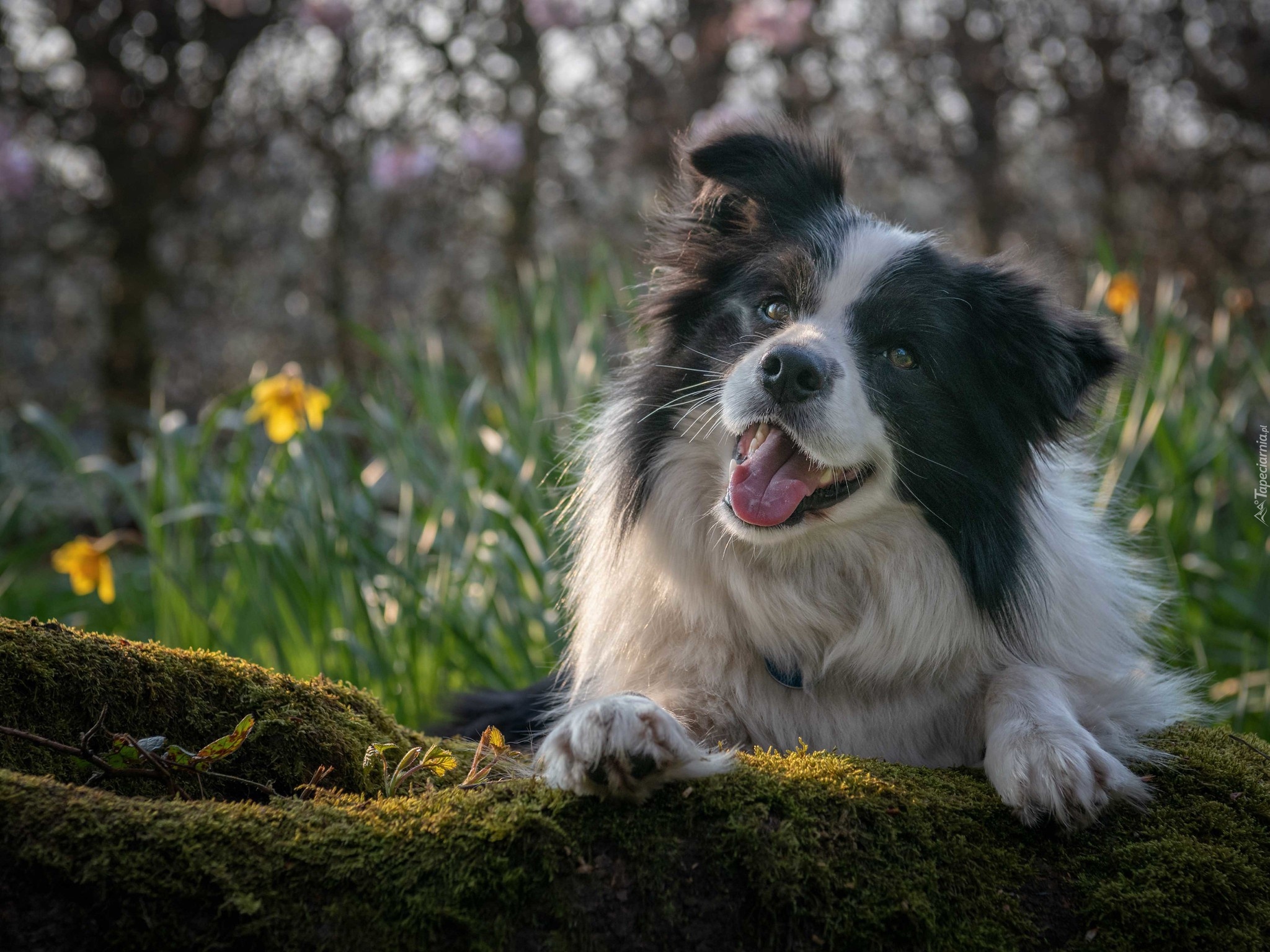 Pies, Border collie, Omszony, Konar