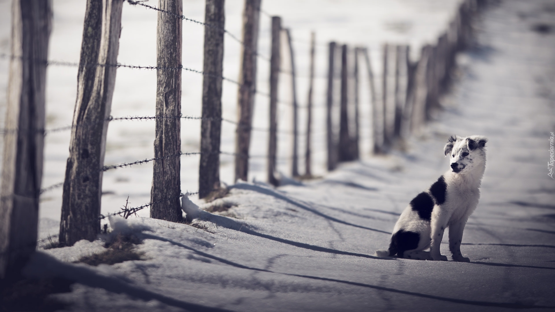 Szczeniak, Border collie, Zima, Śnieg, Płot