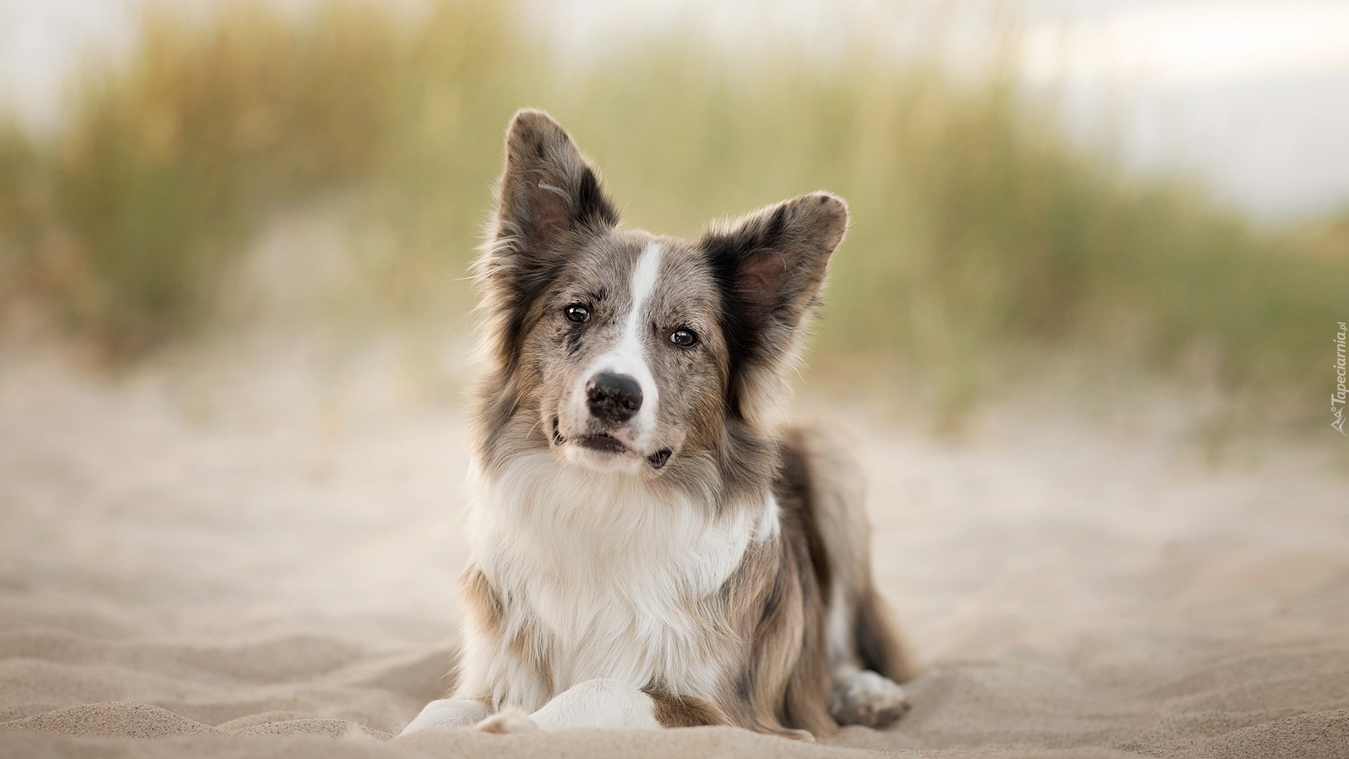 Leżący, Pies, Border collie, Plaża, Piasek