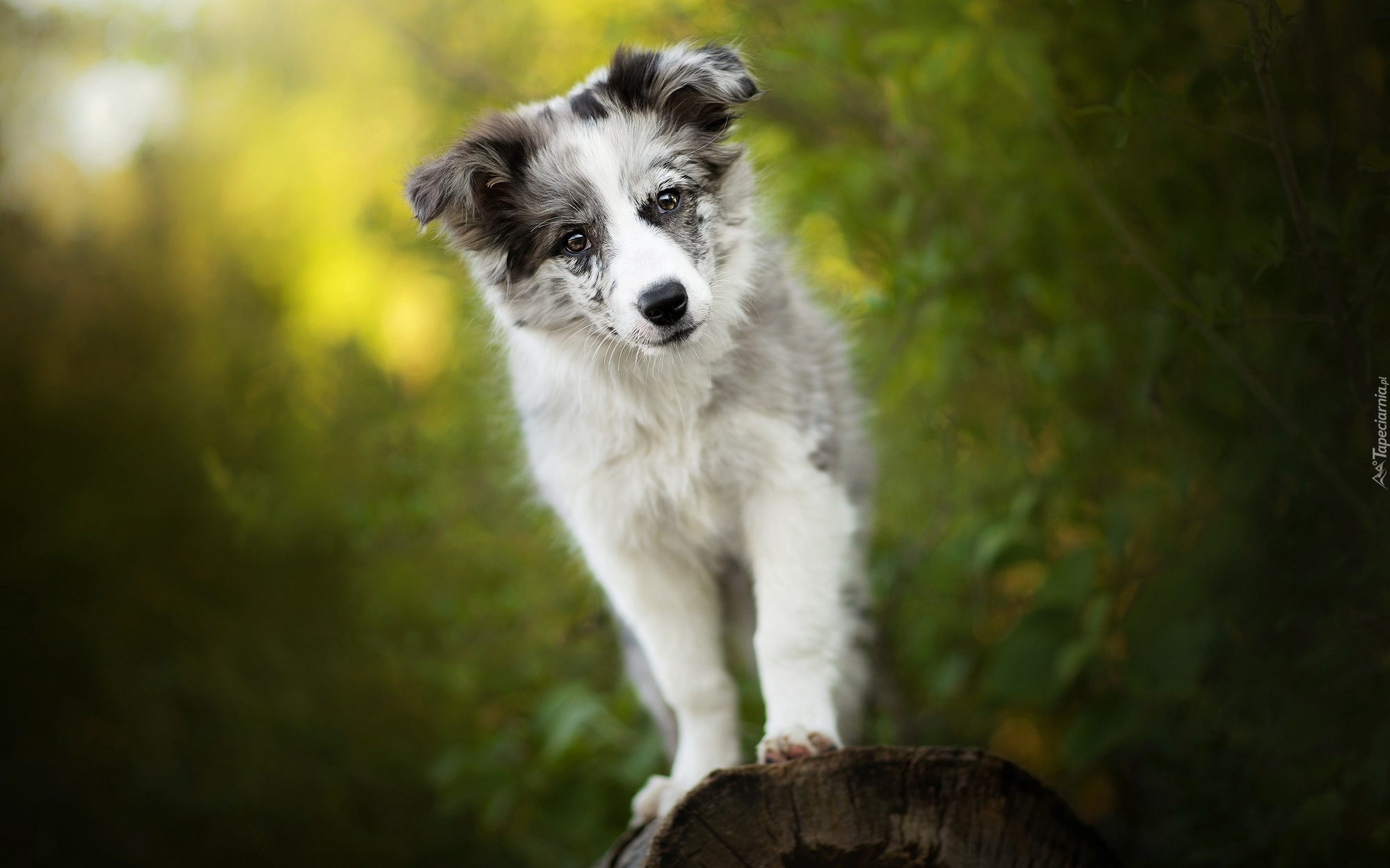 Pies, Szczeniak, Border collie, Mordka