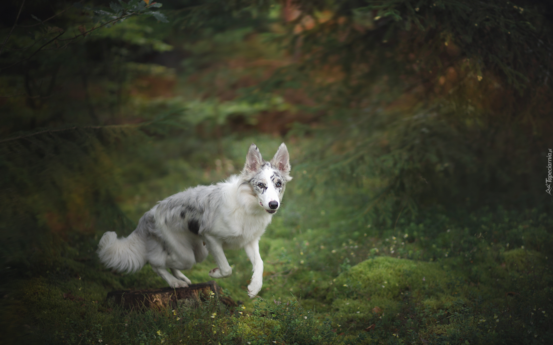 Border collie, Las, Pień