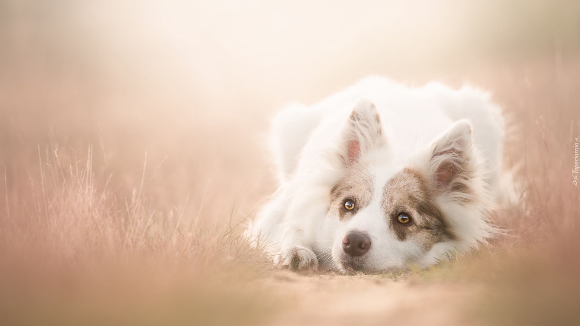 Leżący, Border collie, Rozmyte, Tło