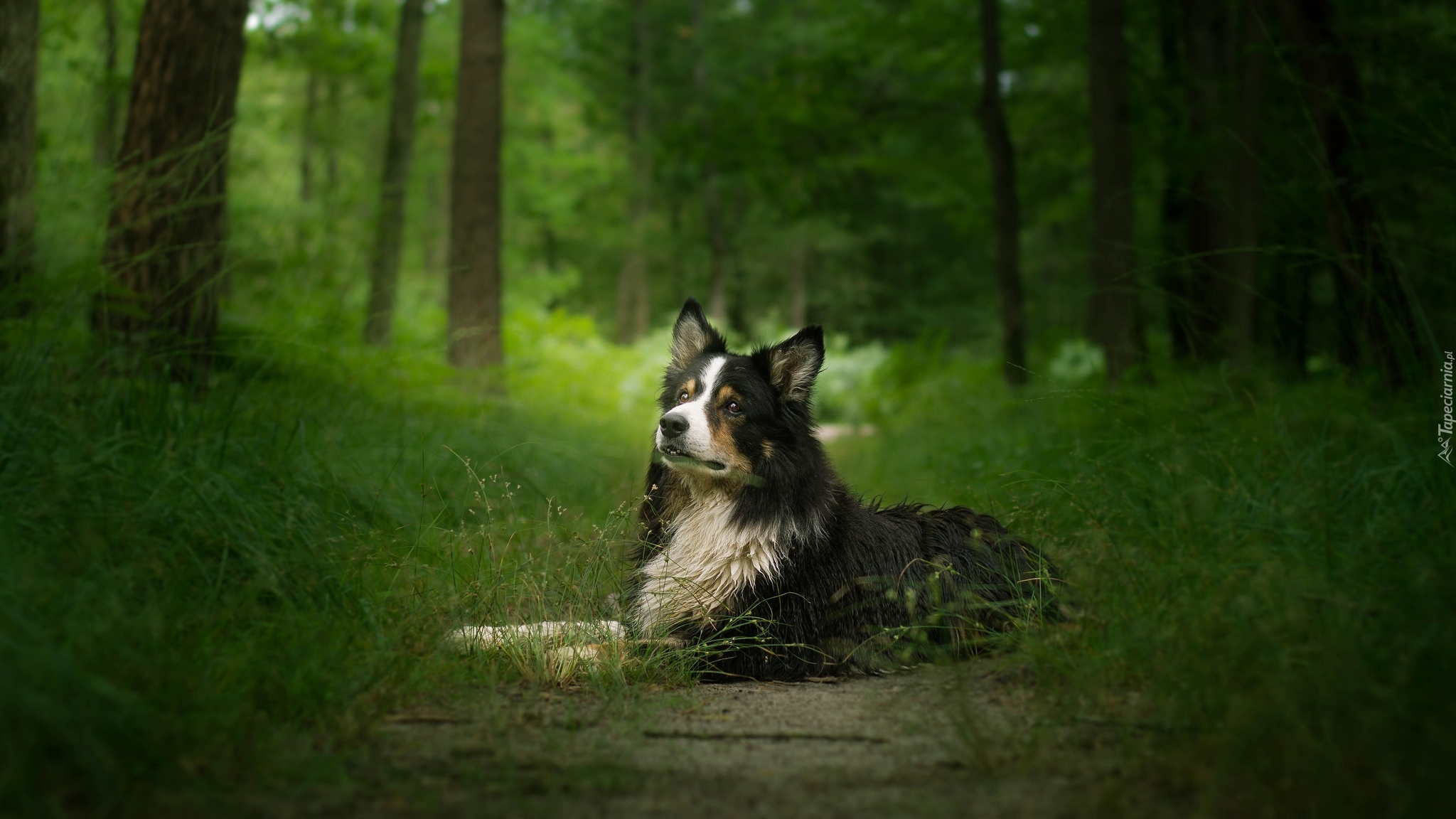 Pies, Border collie, Drzewa, Trawa