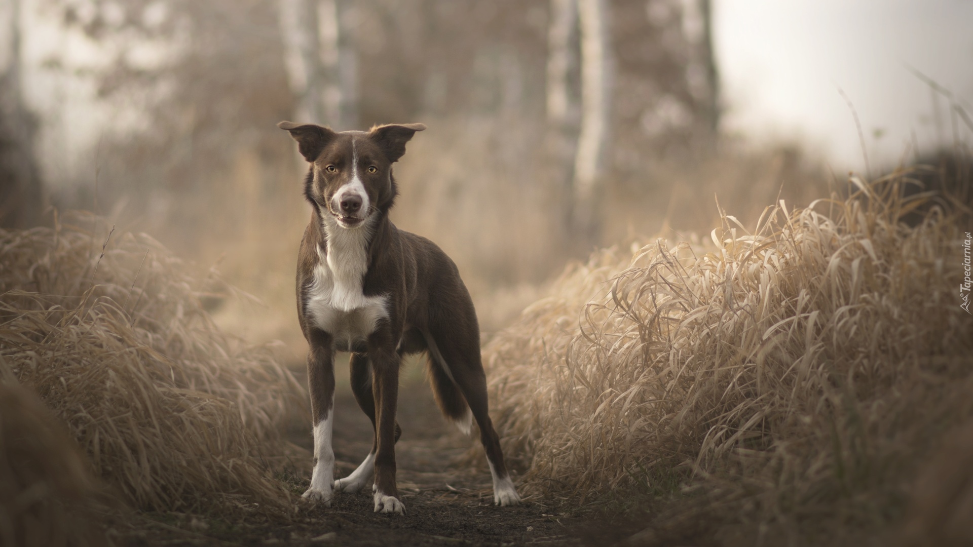 Pies, Border collie, Ścieżka, Trawa