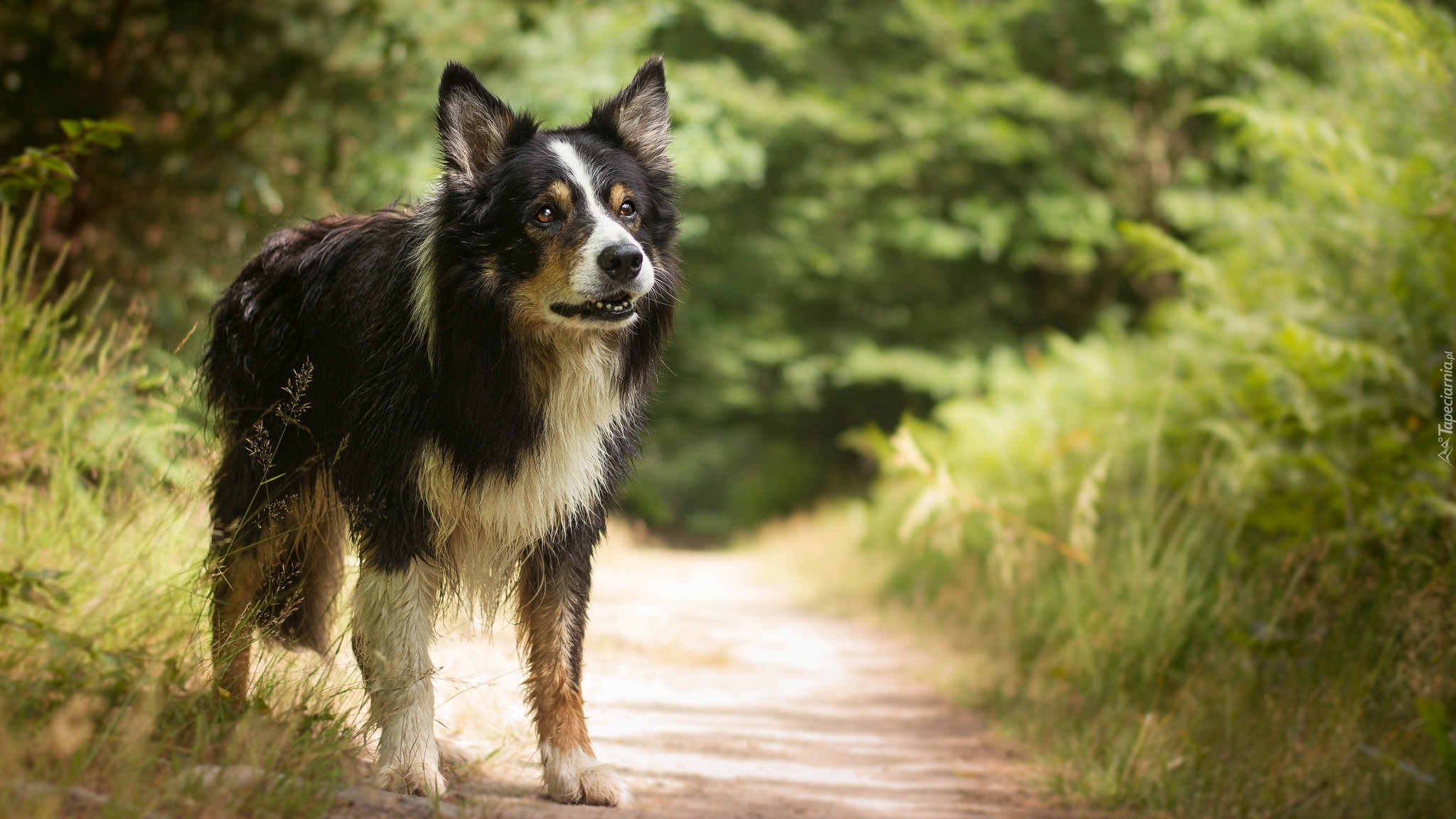 Pies, Border collie, Ścieżka, Rośliny