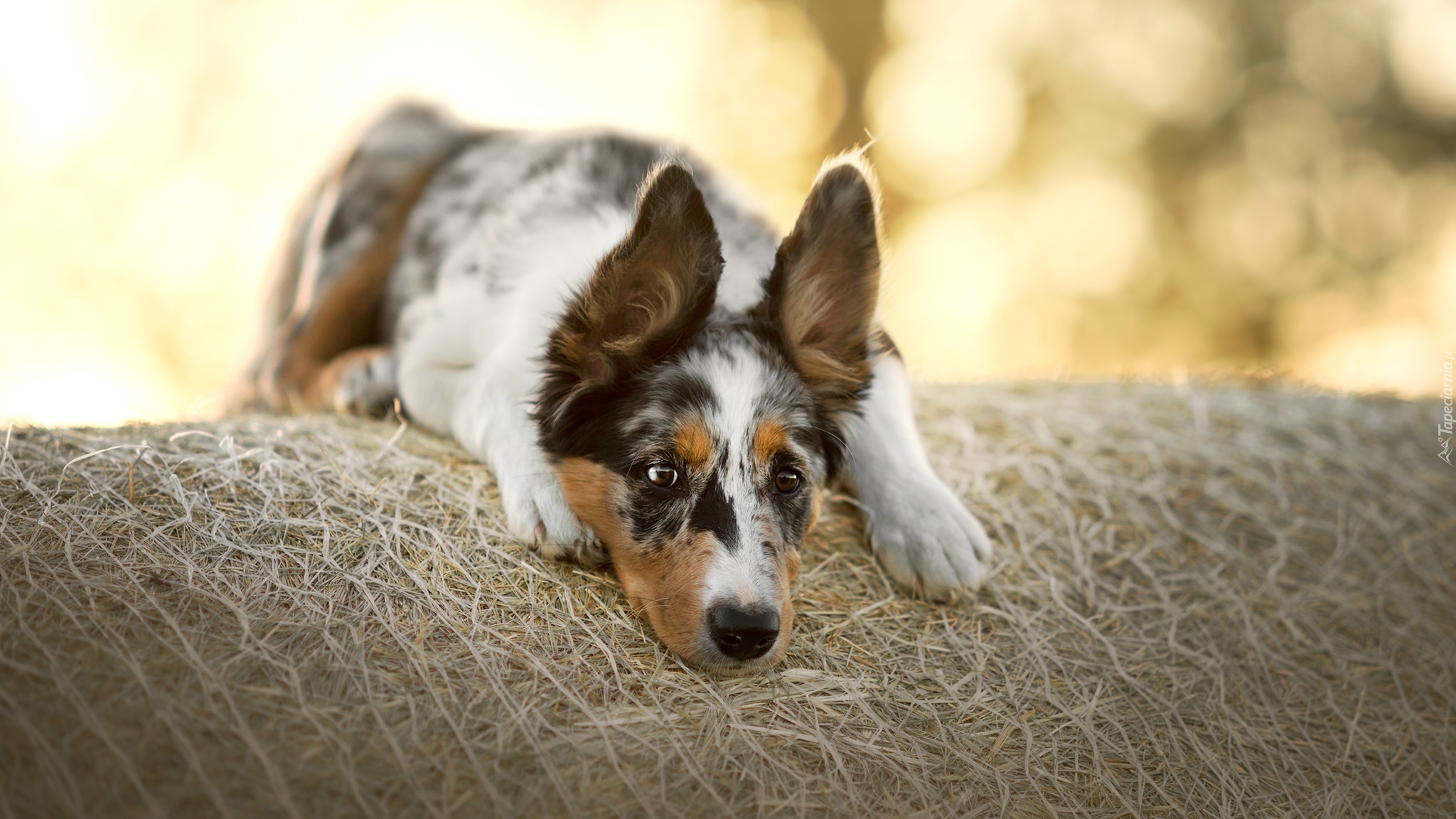 Pies, Border collie, Mordka, Siano