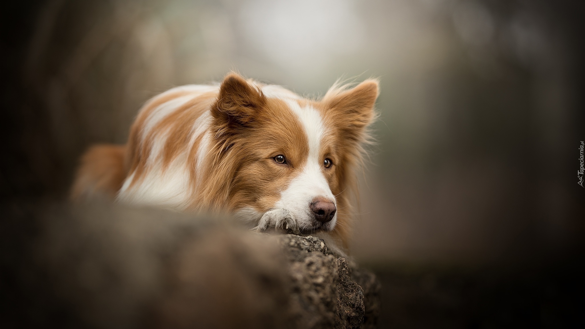 Pies, Border collie, Mordka, Skała