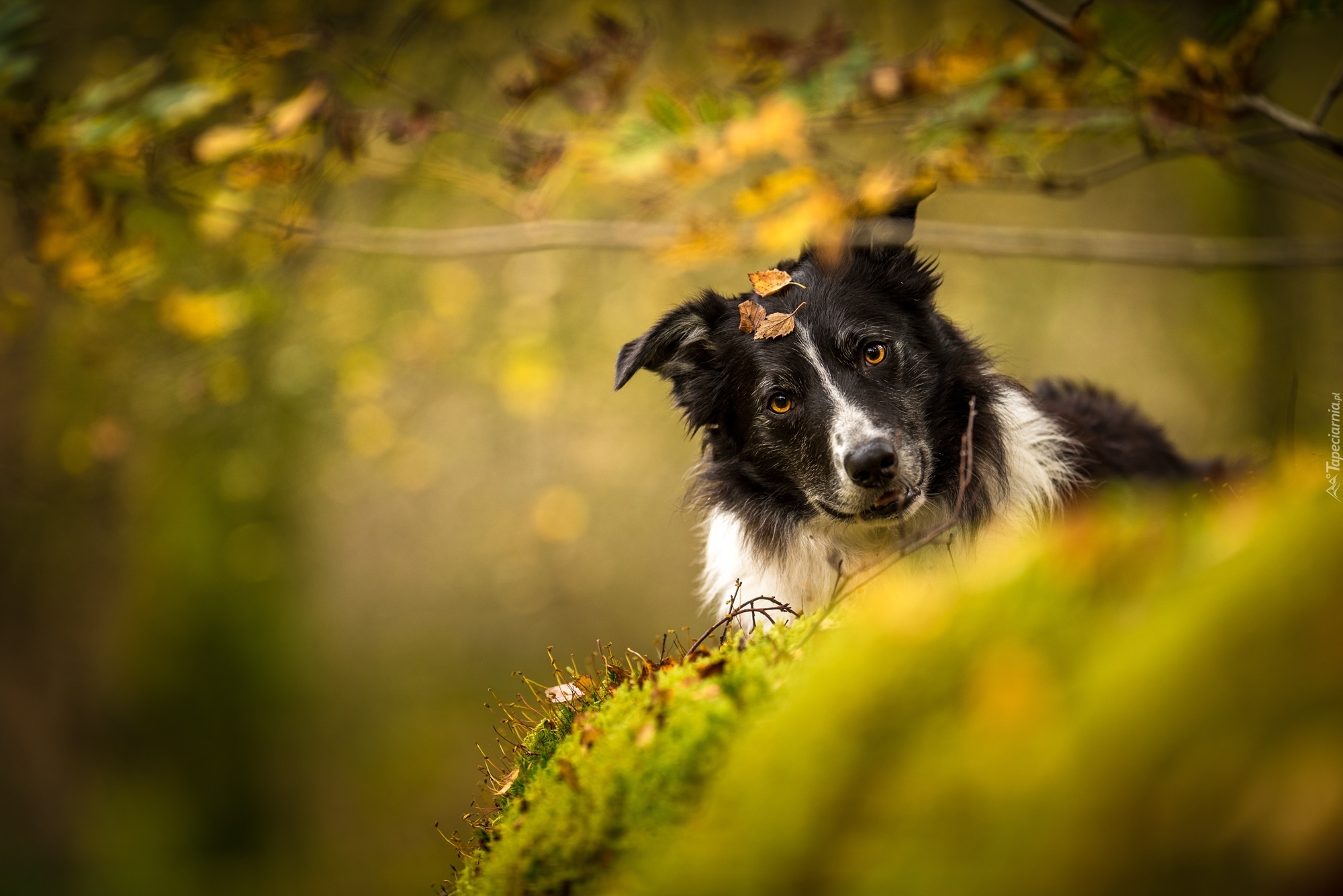 Pies, Czarno-biały, Border collie, Liście