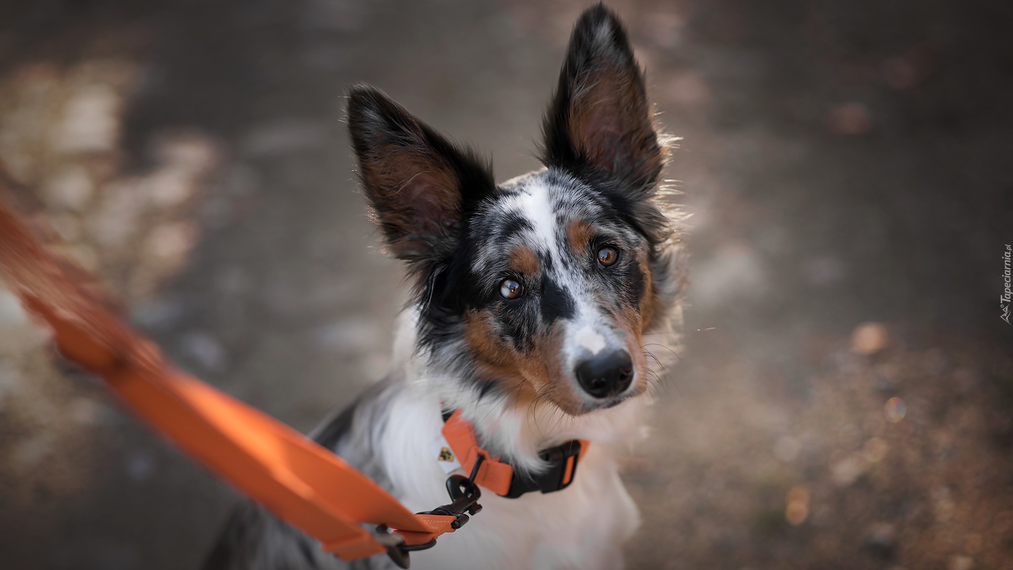 Pies, Border collie, Mordka, Pomarańczowa, Smycz