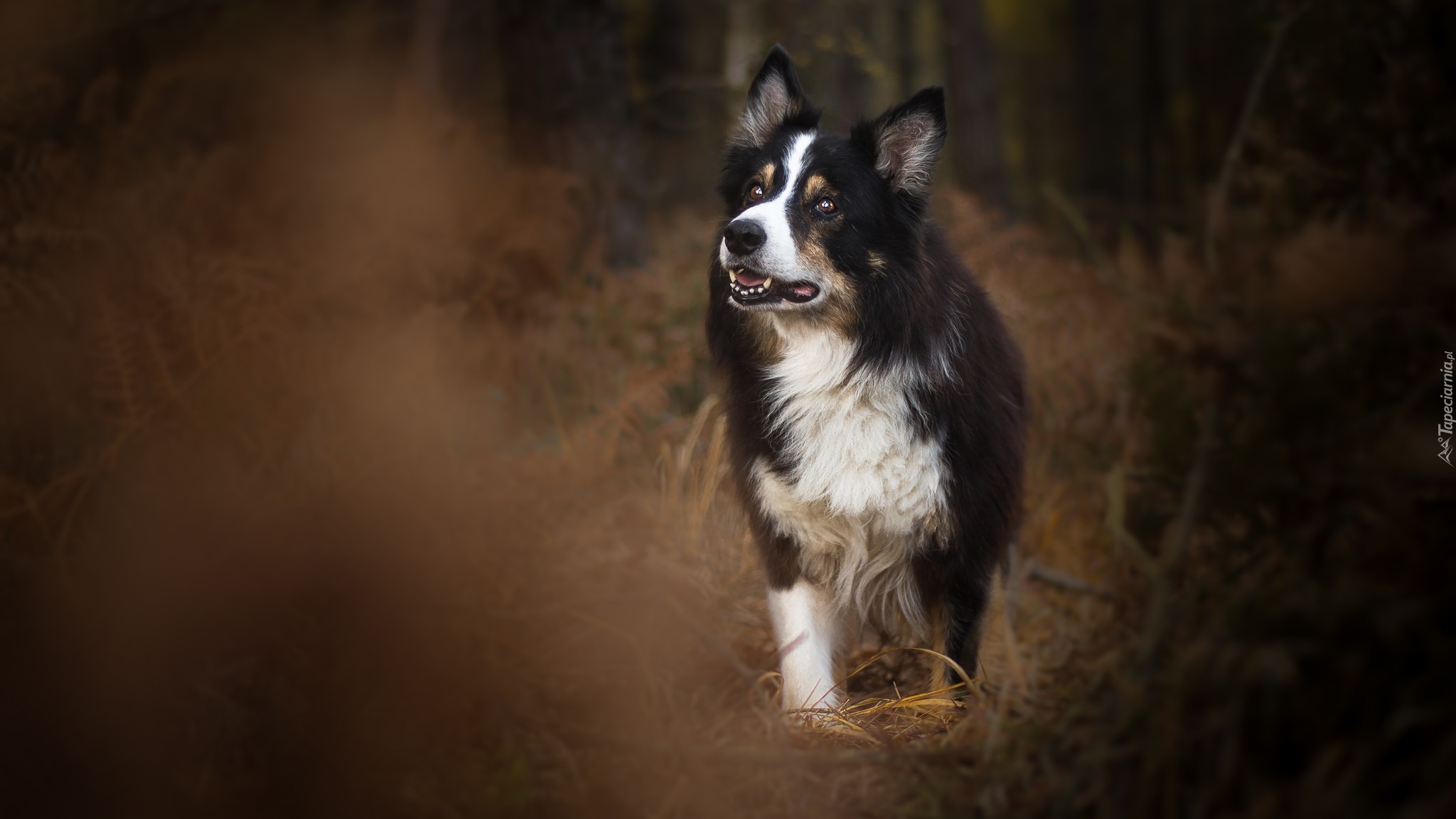 Border collie, Pies, Trawa