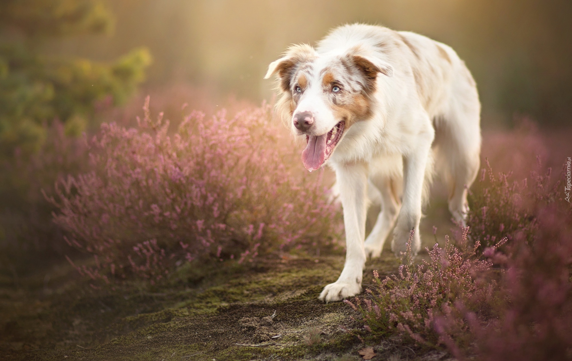 Border collie, Polana, Wrzos