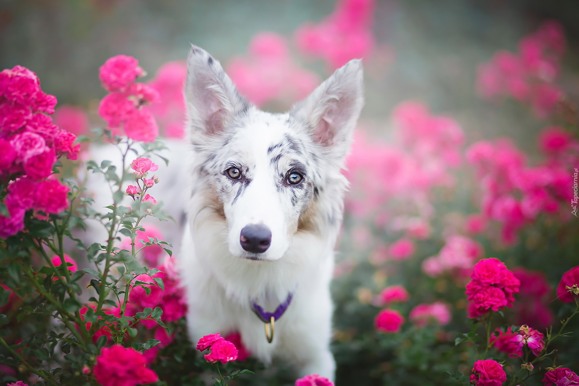 Border collie, Portret, Kwiaty, Róże