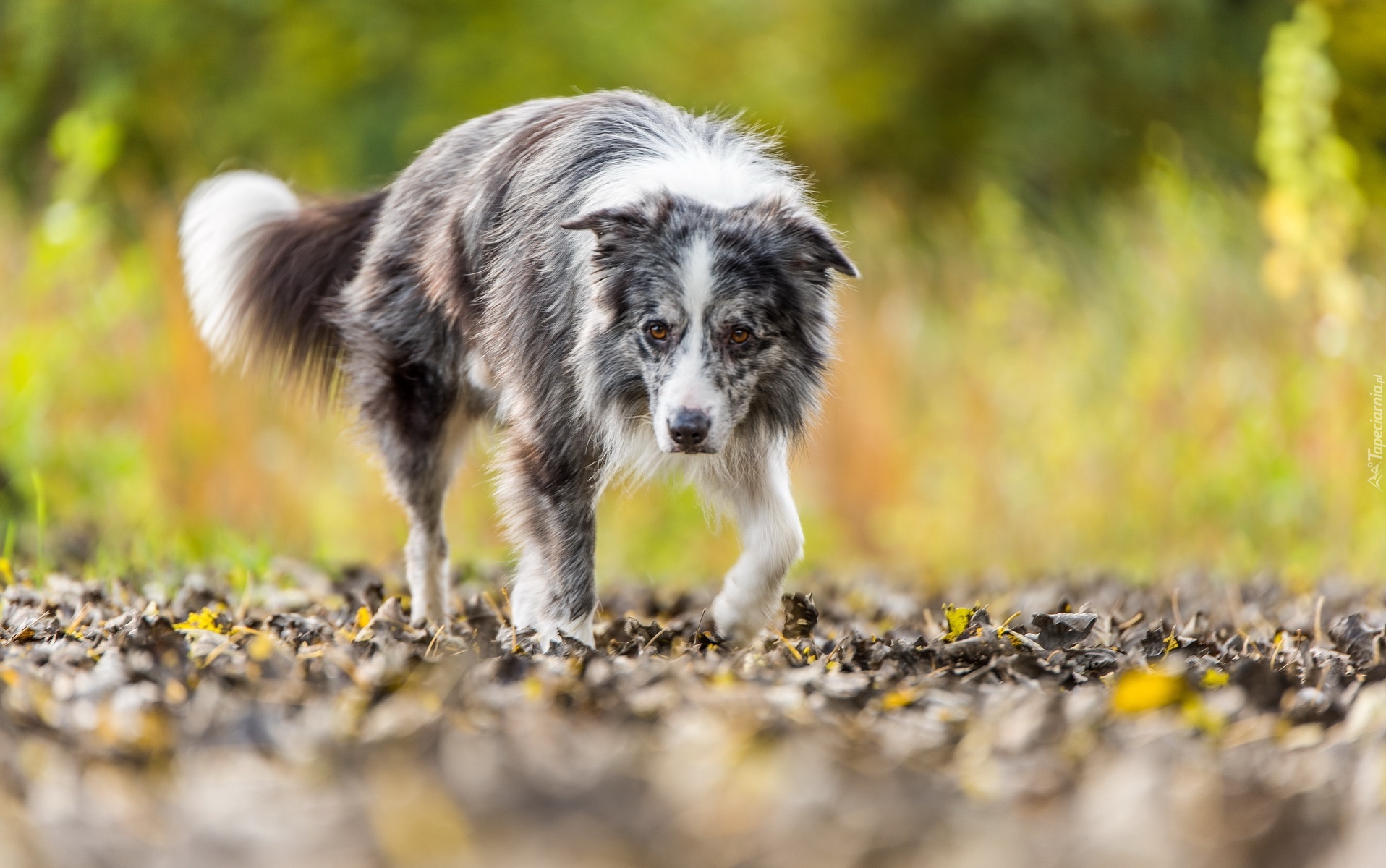 Border collie, Liście