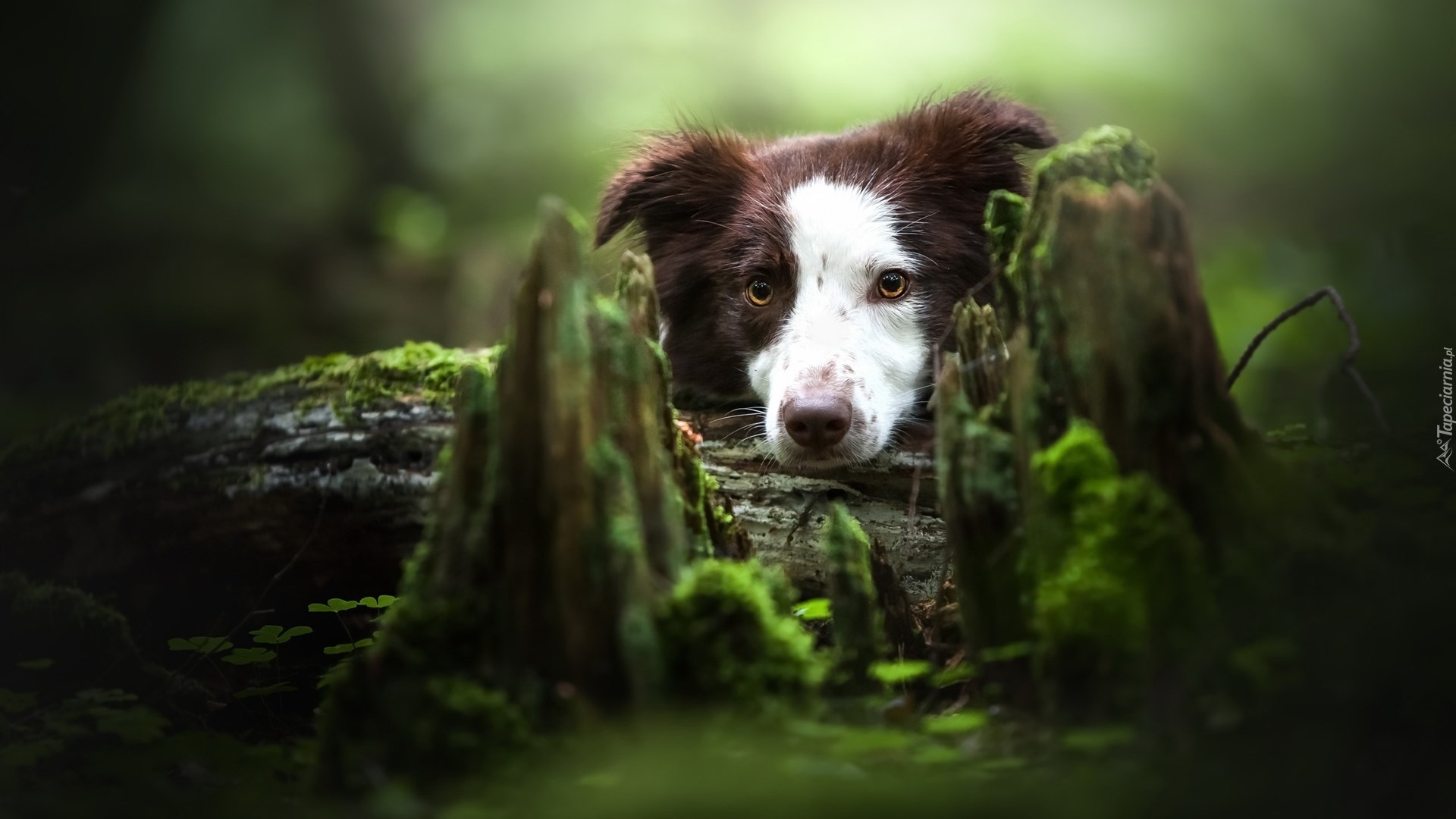 Border collie, Biało-brązowy, Spróchniały, Pień, Mech