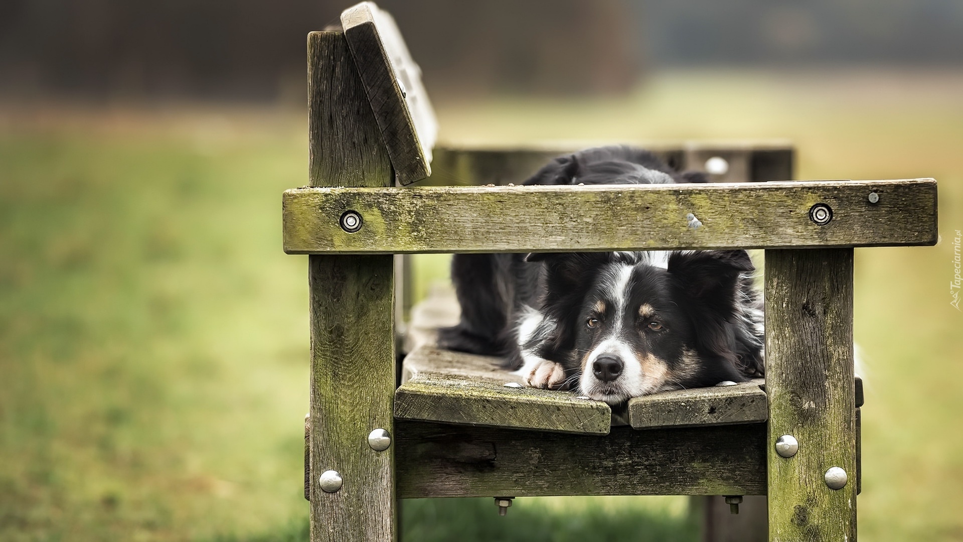 Pies, Border collie, Ławka