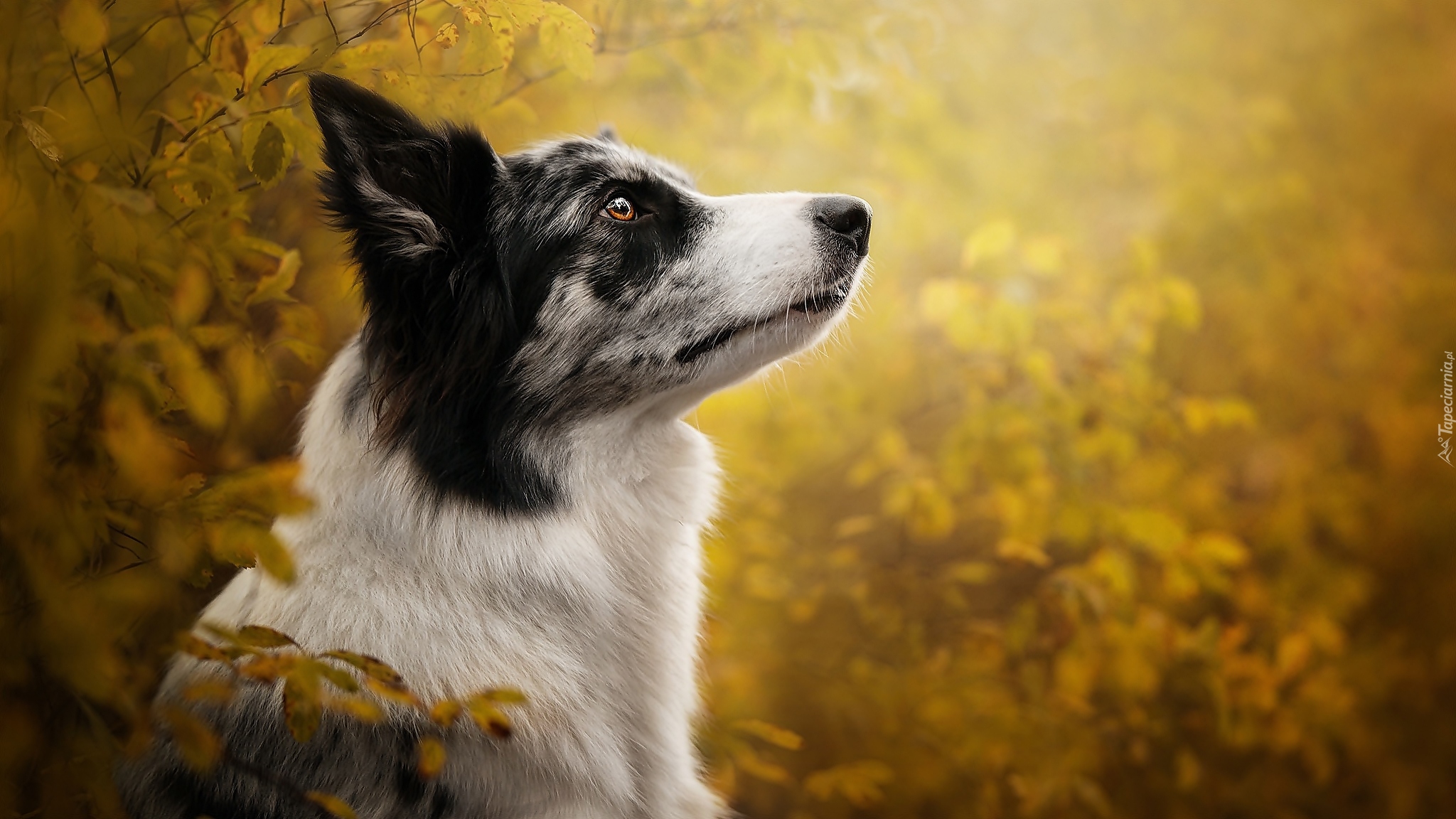 Pies, Border collie, Mordka, Profil, Liście