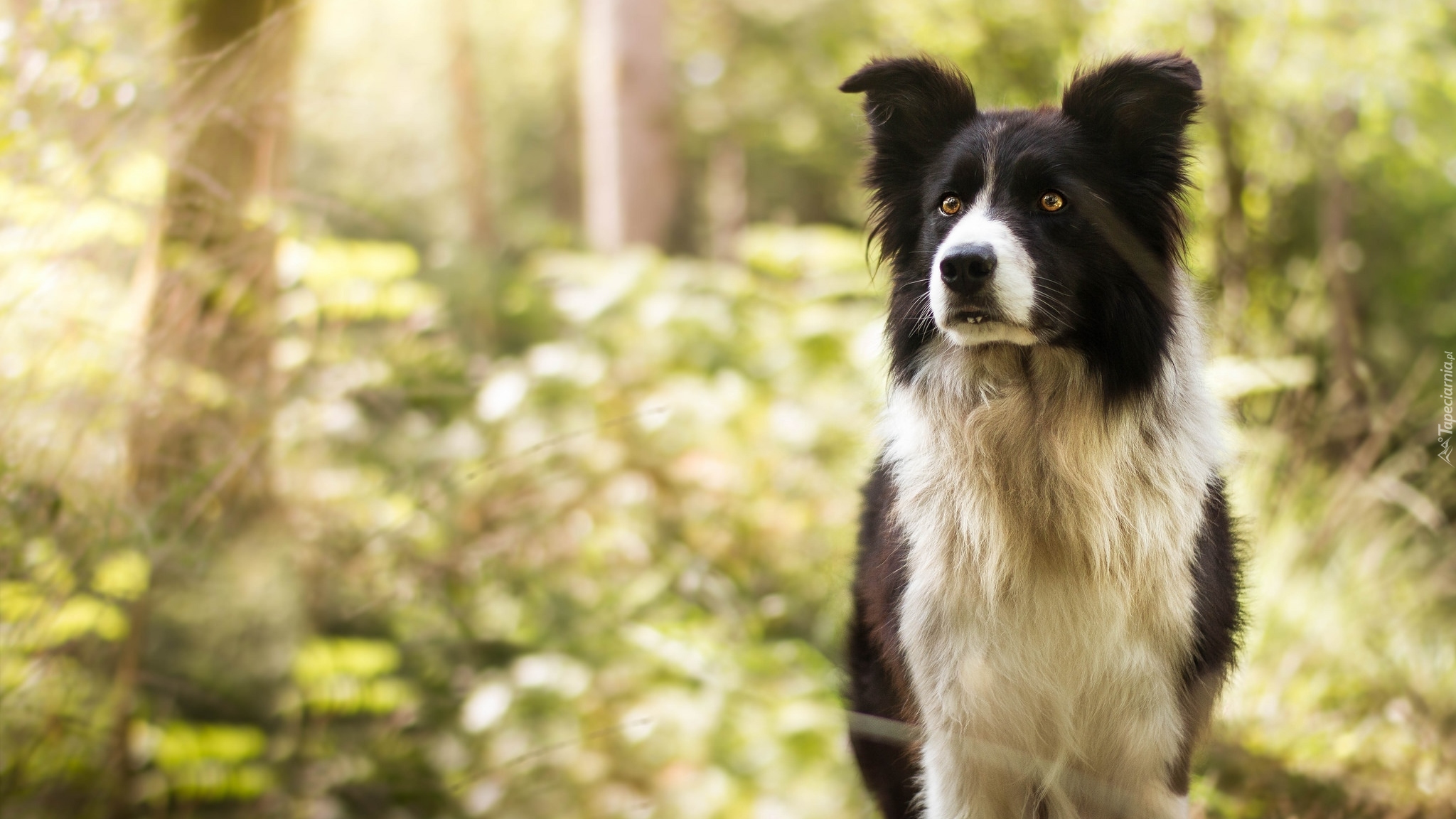 Pies, Czarno-biały, Border collie