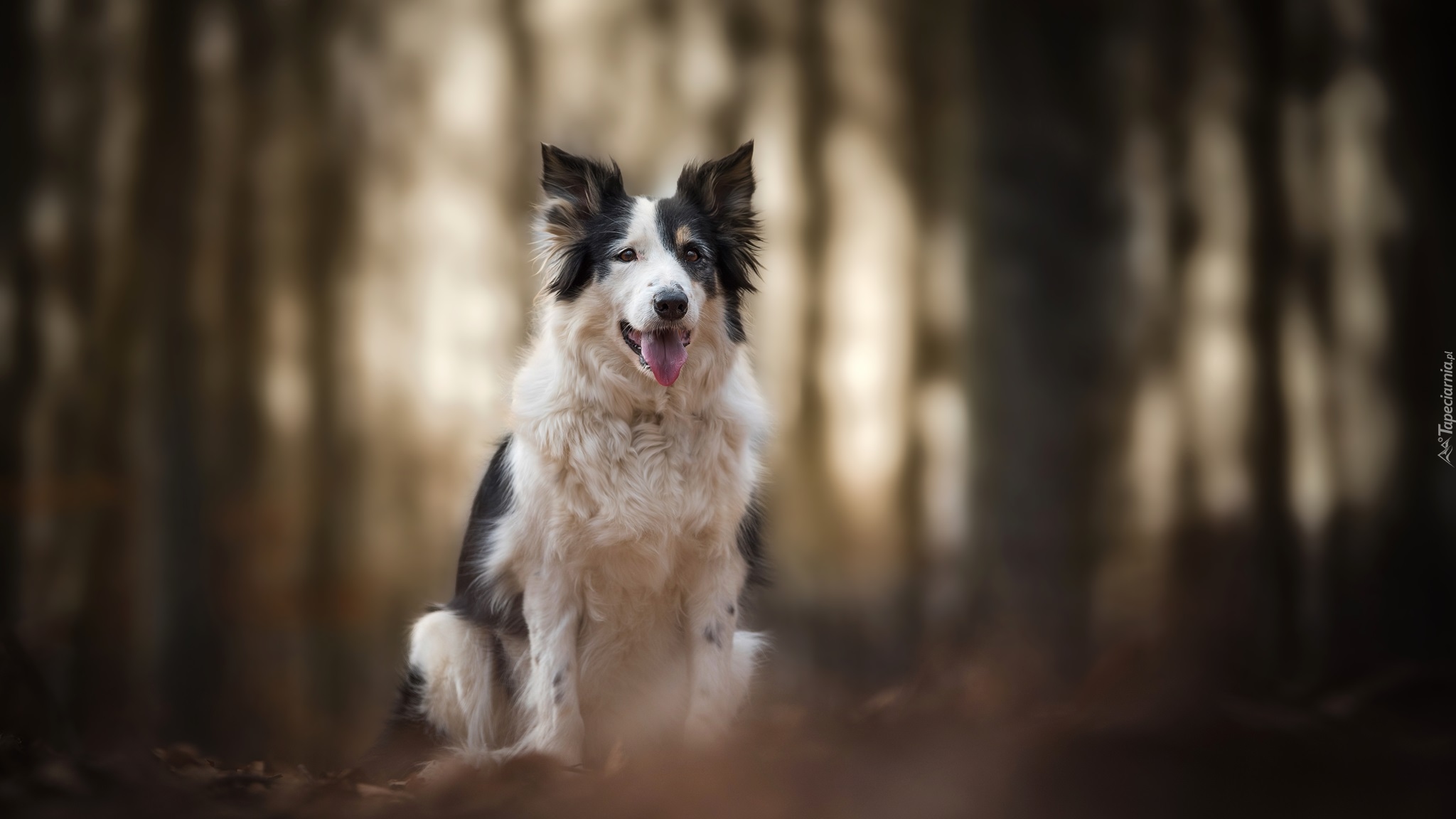 Pies, Border collie, Mordka, Jęzor, Rozmyte, Tło