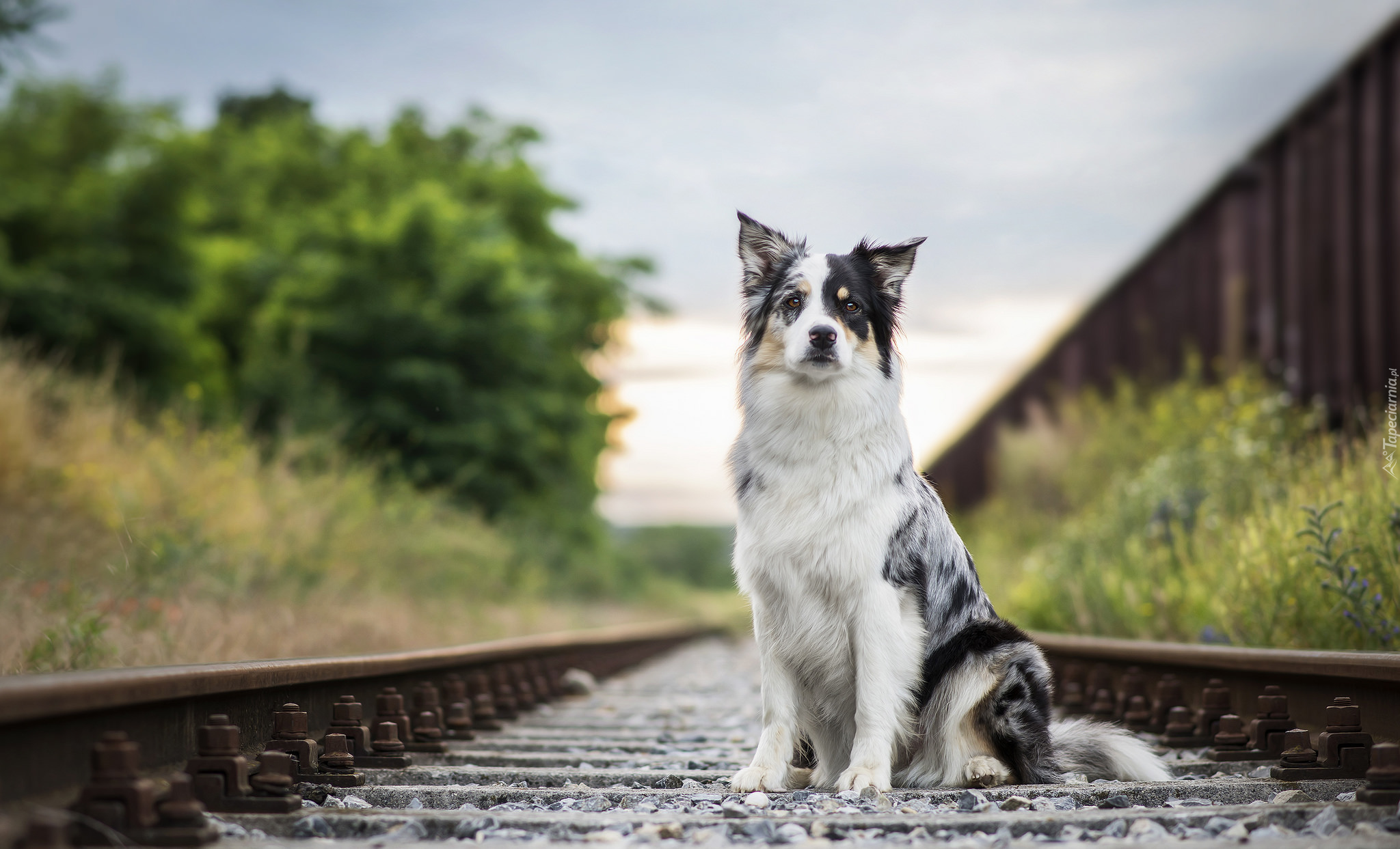 Siedzący, Border collie, Tory, Kolejowe