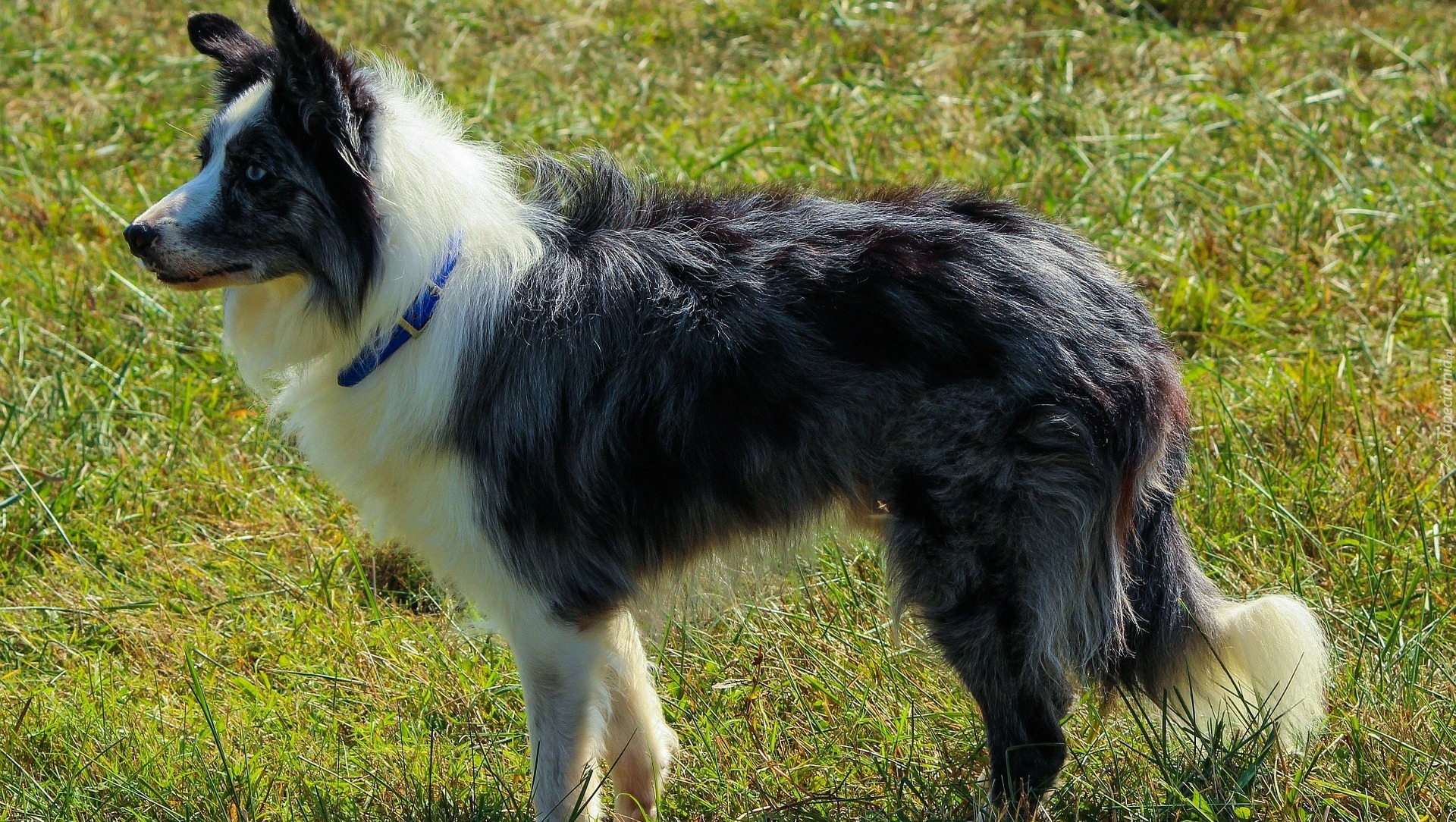 Border collie