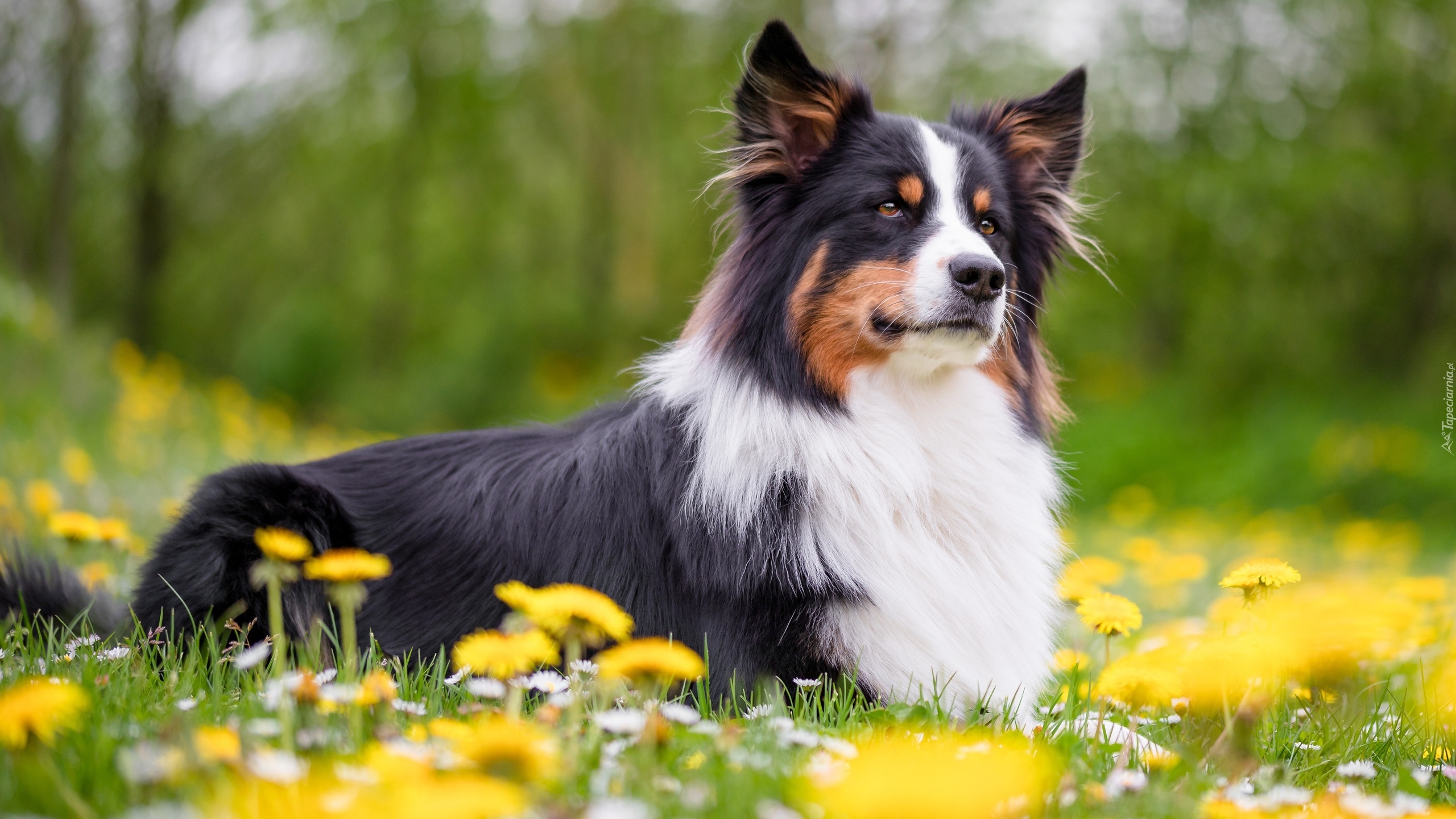 Pies, Border collie, Spojrzenie, Łąka, Kwiaty