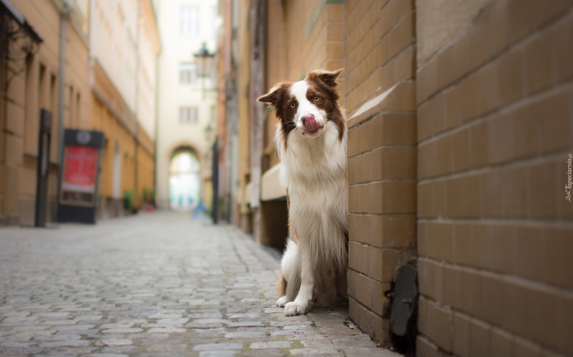 Pies, Border collie, Kamienice, Uliczka