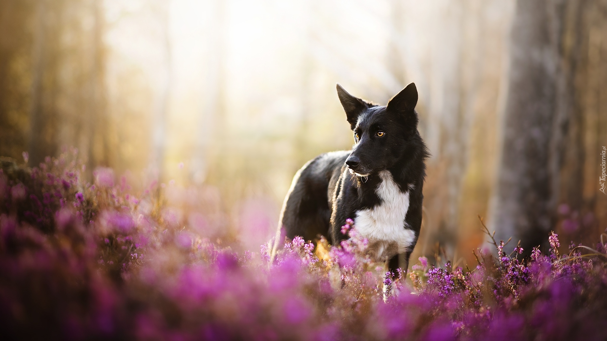 Pies, Border collie, Kwiaty, Wrzosy