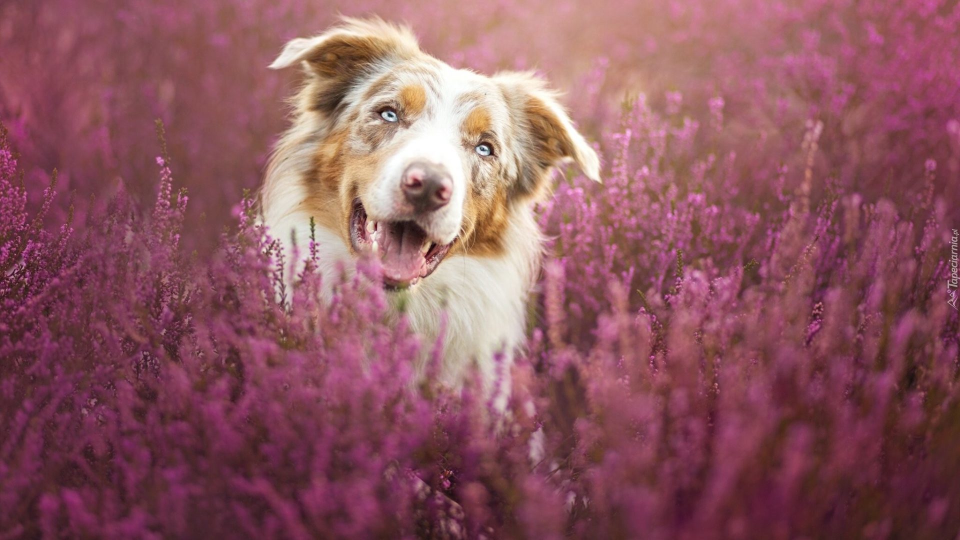 Border collie, Wrzos