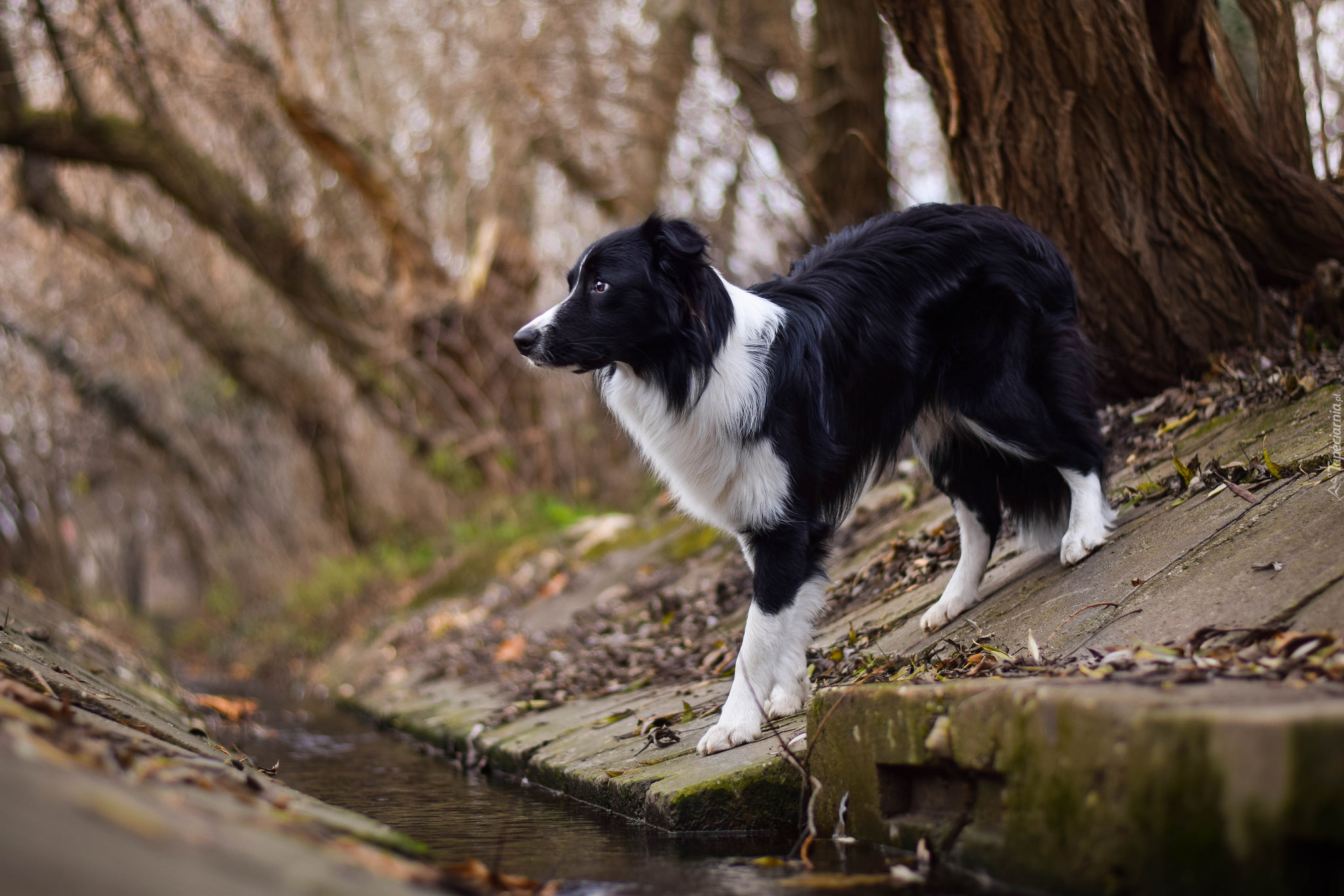 Koryto, Strumyk, Pies, Border collie